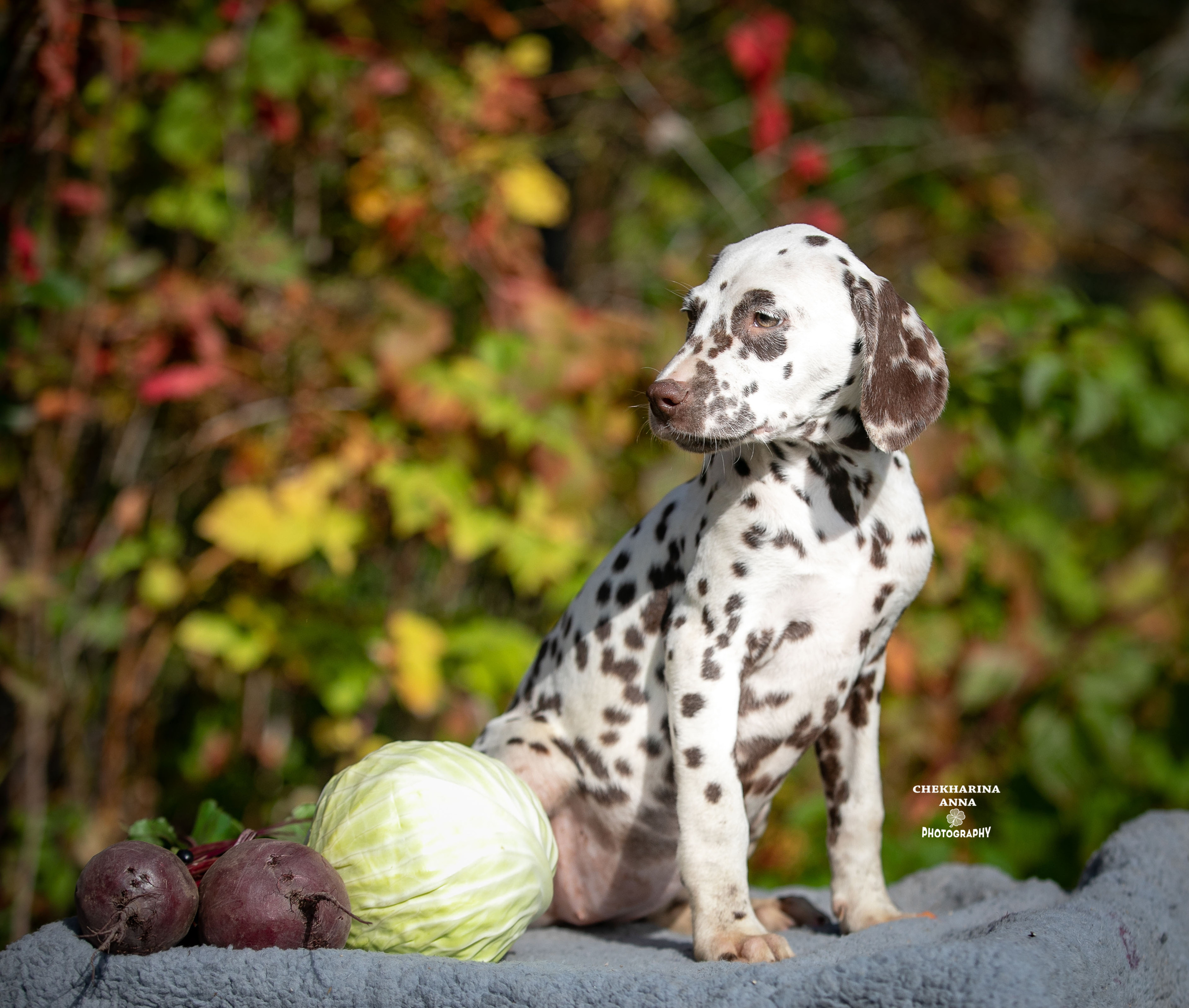 Легра. Профессиональный фотограф Чехарина Анна / pro photographer Chekharina