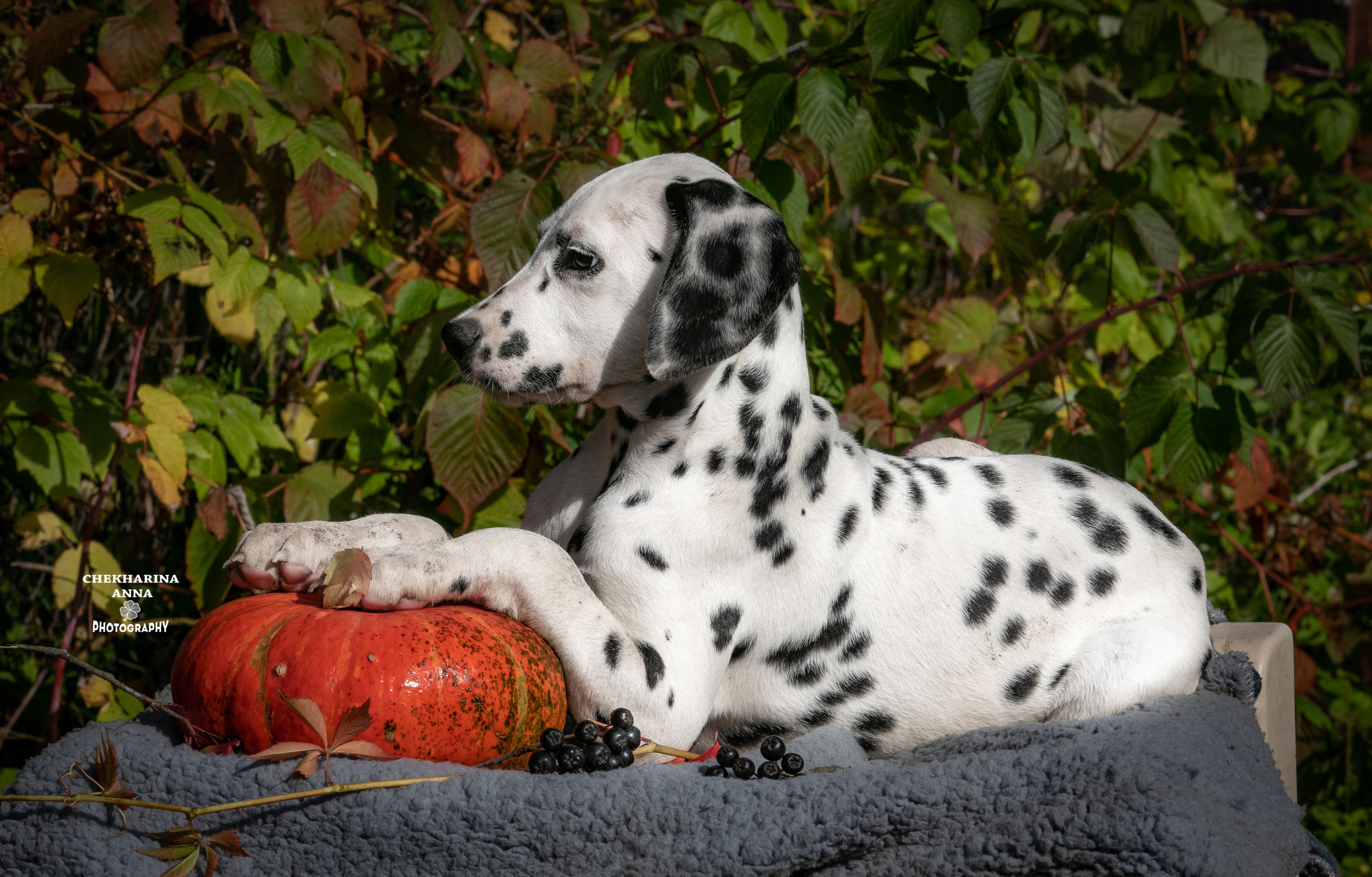 Ларсен. Профессиональный фотограф Чехарина Анна / pro photographer Chekharina