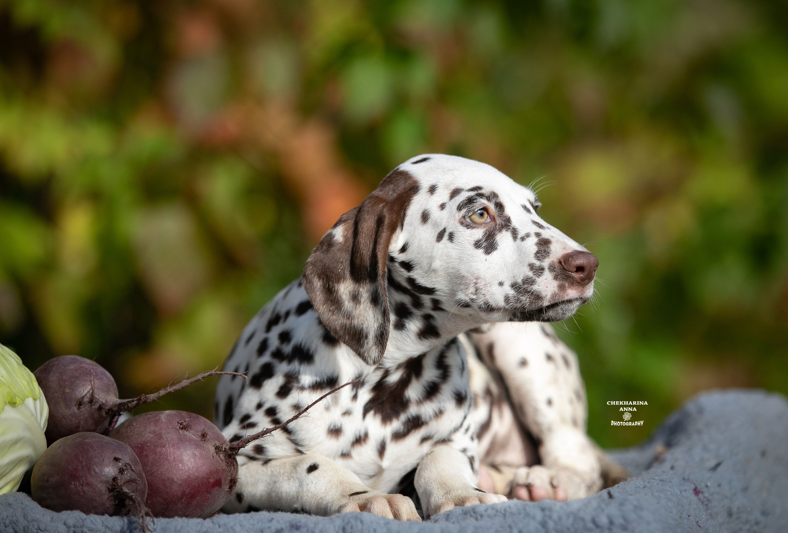 Лаванда. Профессиональный фотограф Чехарина Анна / pro photographer Chekharina