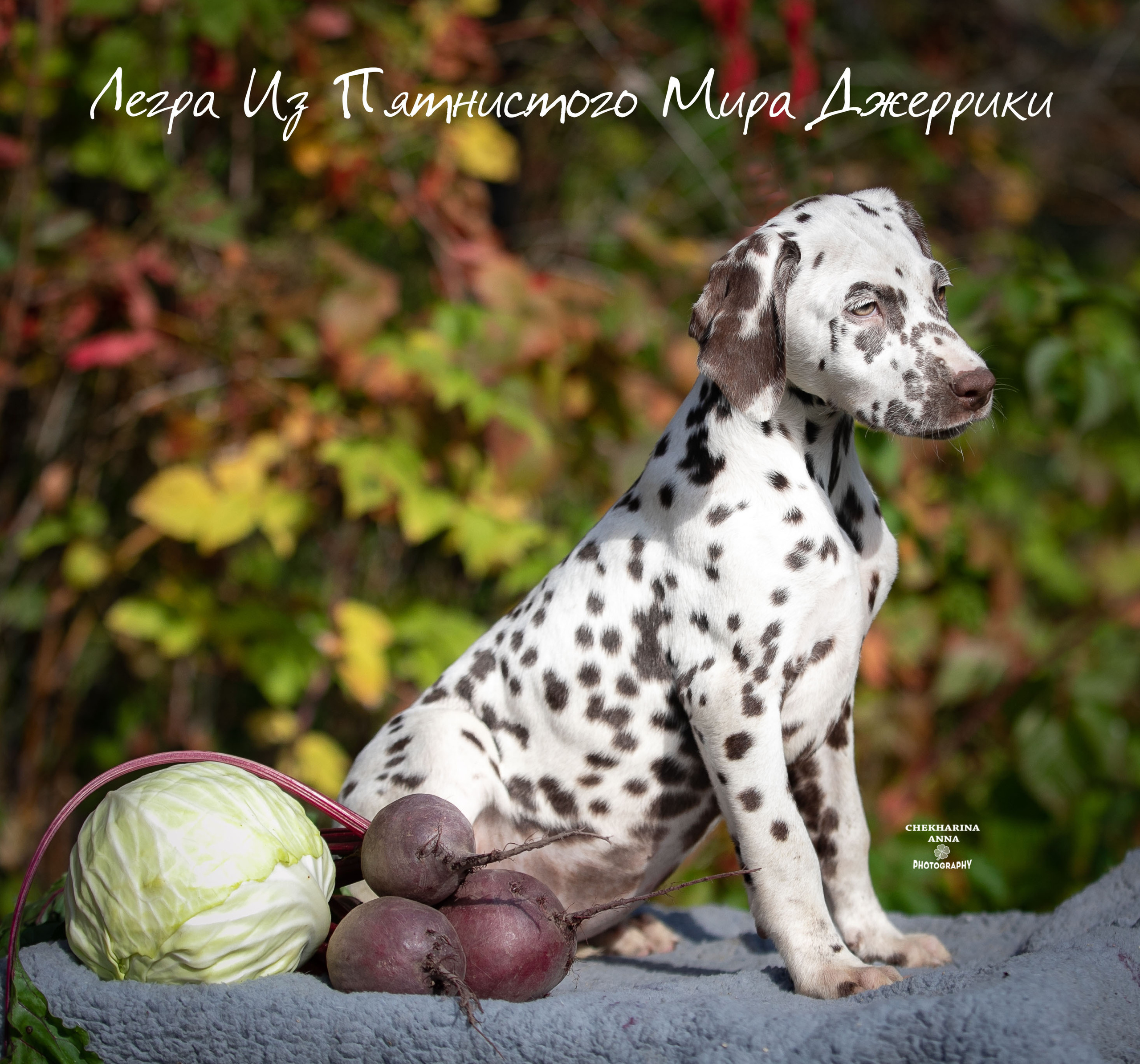 Легра. Профессиональный фотограф Чехарина Анна / pro photographer Chekharina