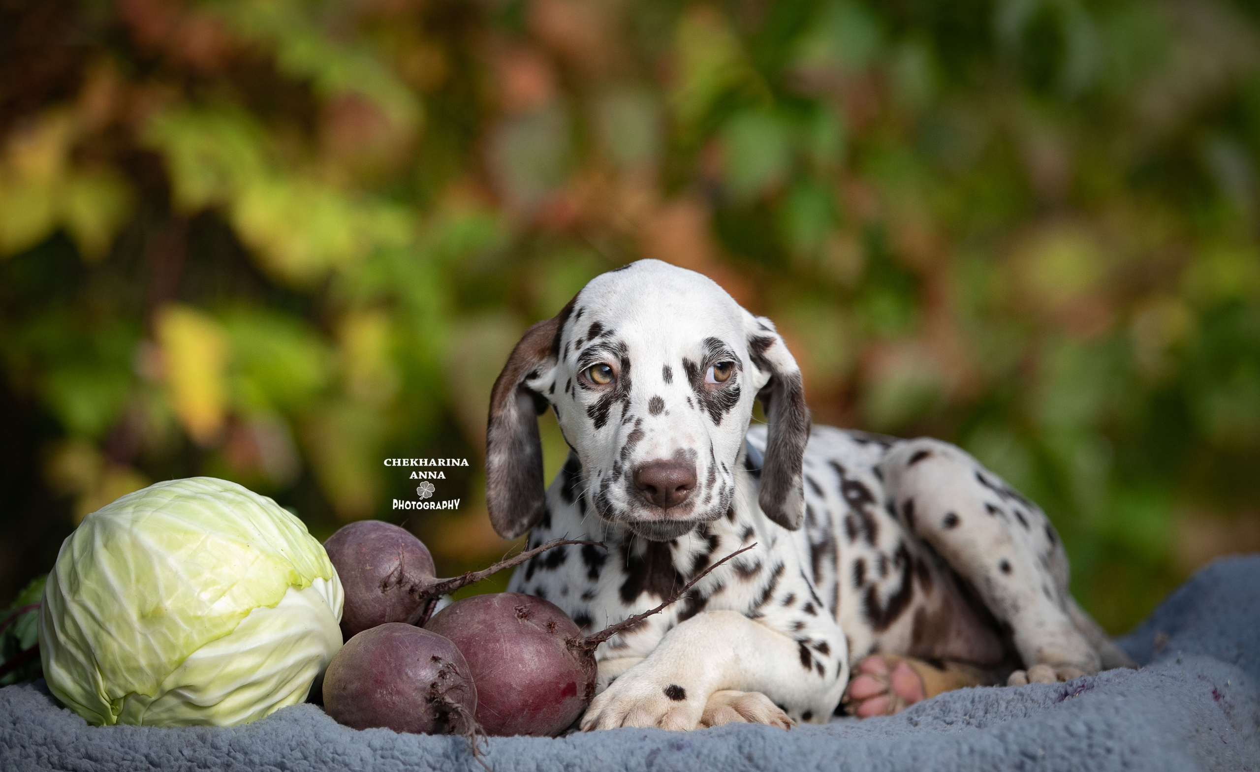 Лаванда. Профессиональный фотограф Чехарина Анна / pro photographer Chekharina