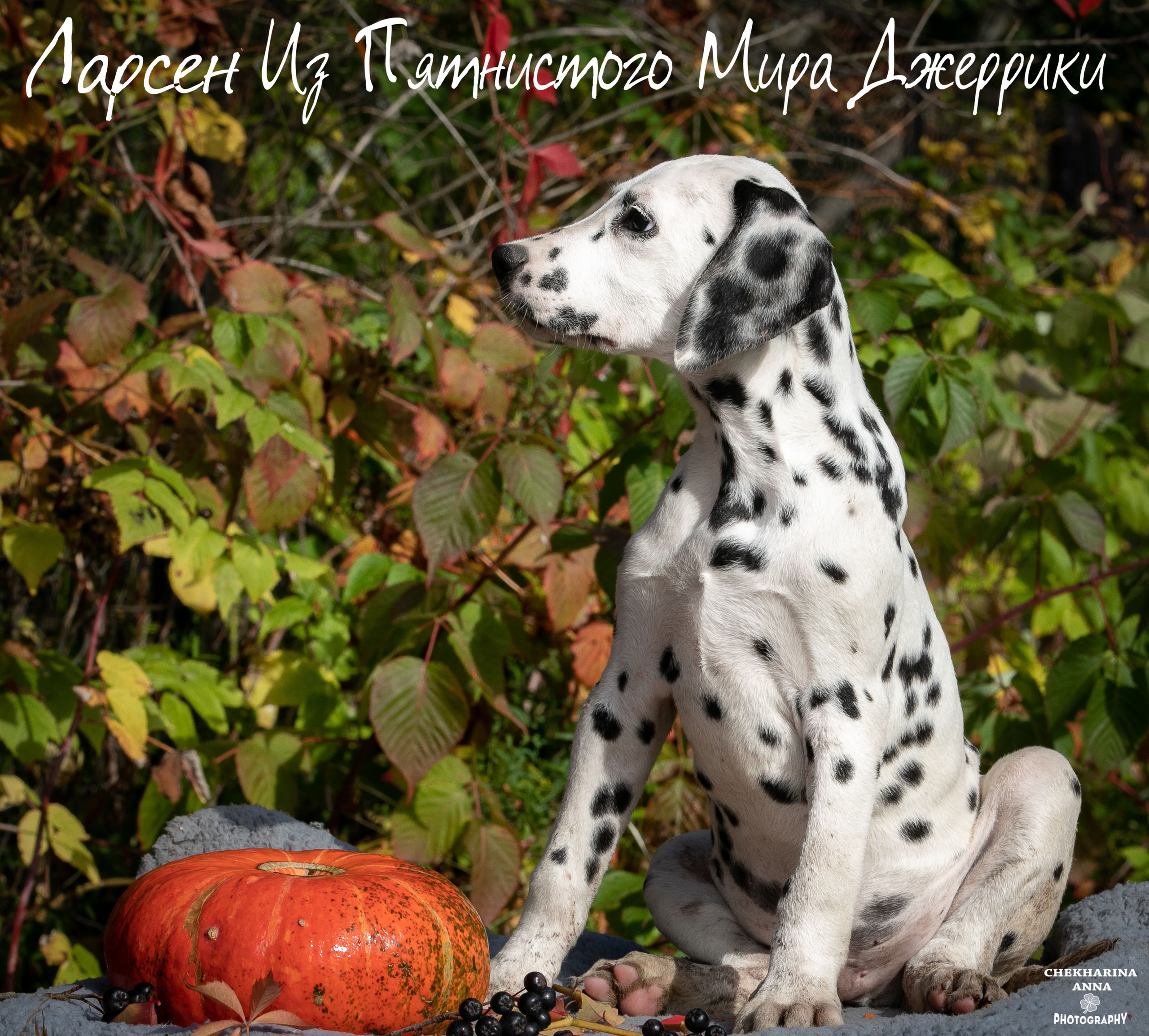 Ларсен. Профессиональный фотограф Чехарина Анна / pro photographer Chekharina