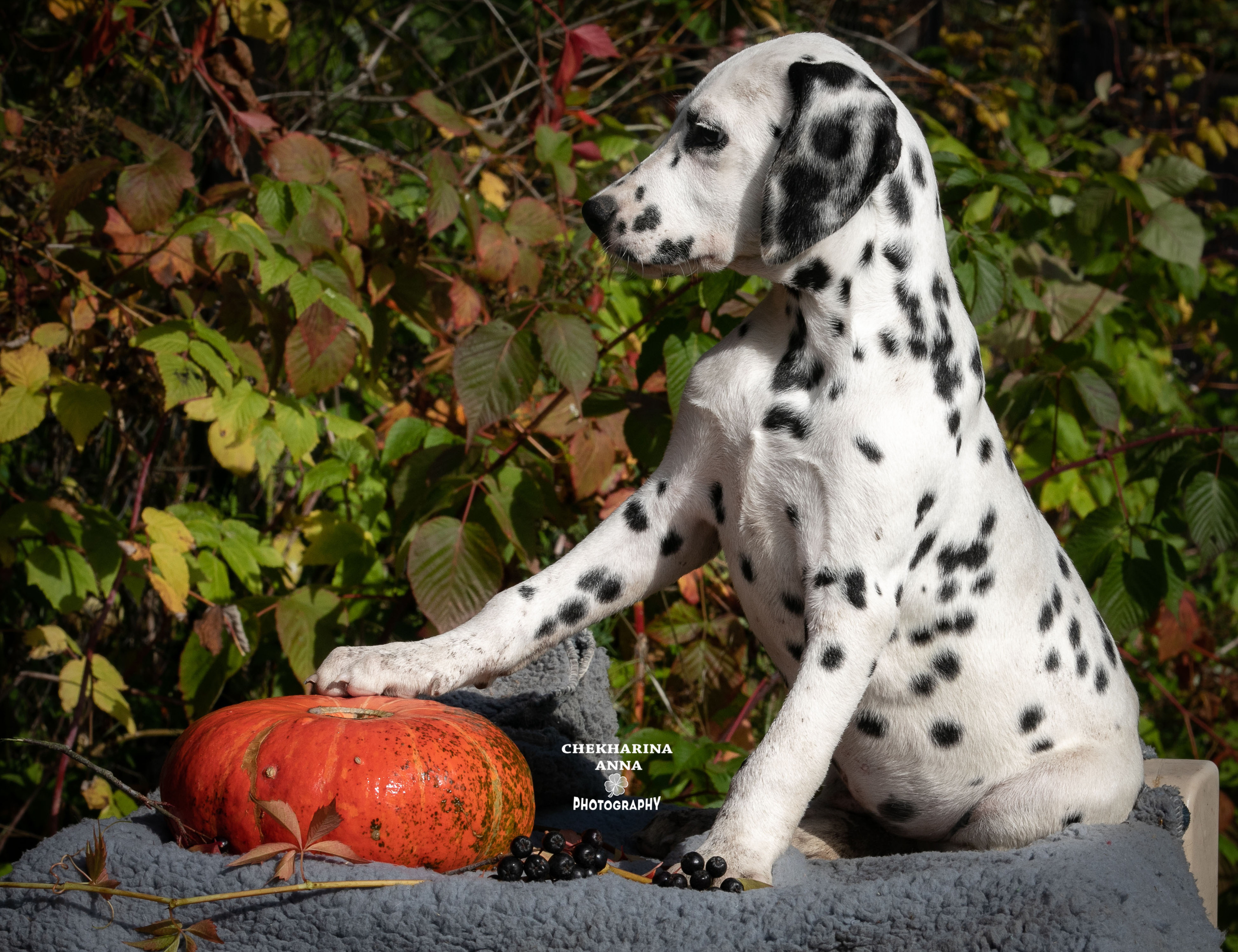 Ларсен. Профессиональный фотограф Чехарина Анна / pro photographer Chekharina