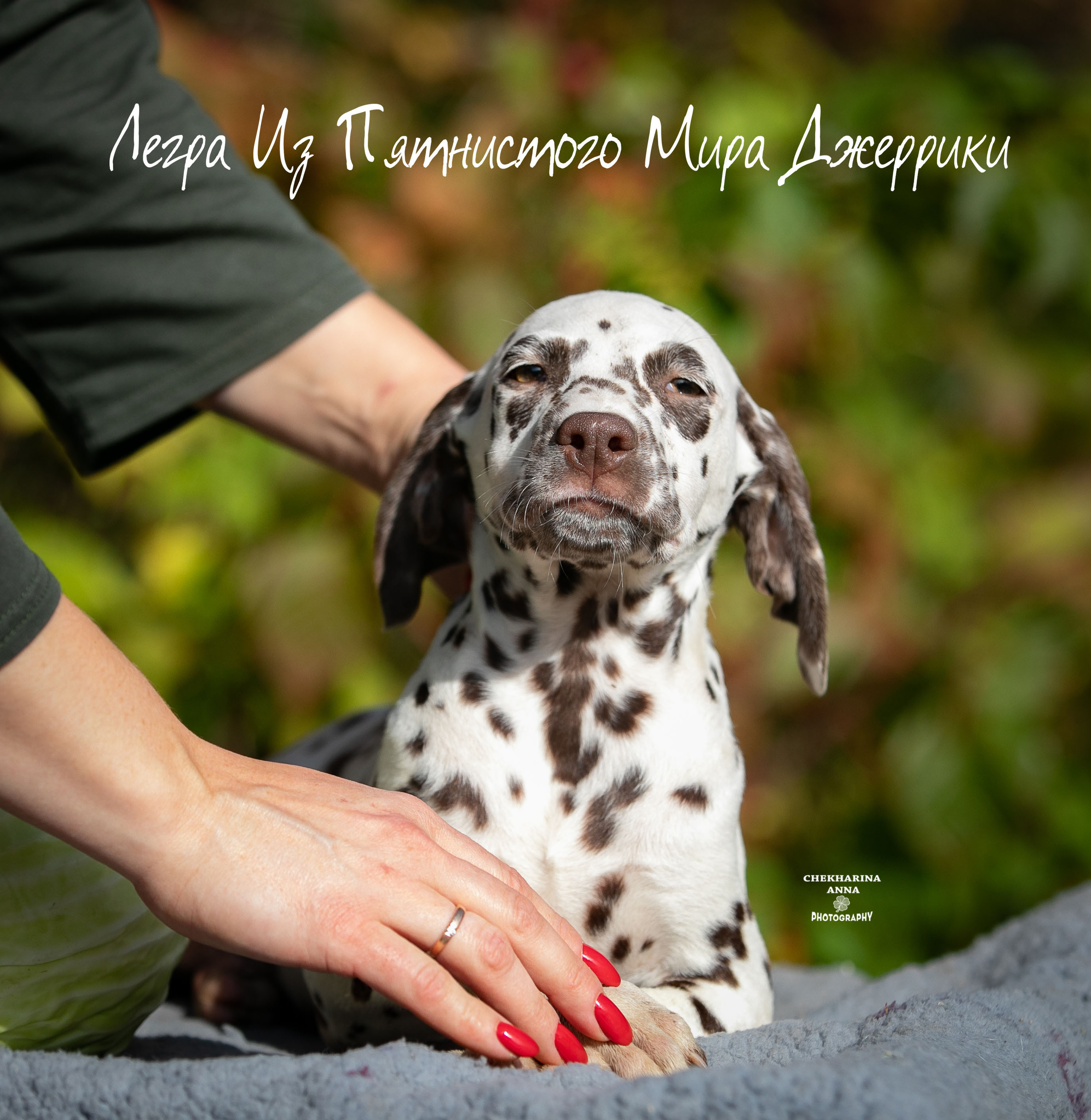 Легра. Профессиональный фотограф Чехарина Анна / pro photographer Chekharina