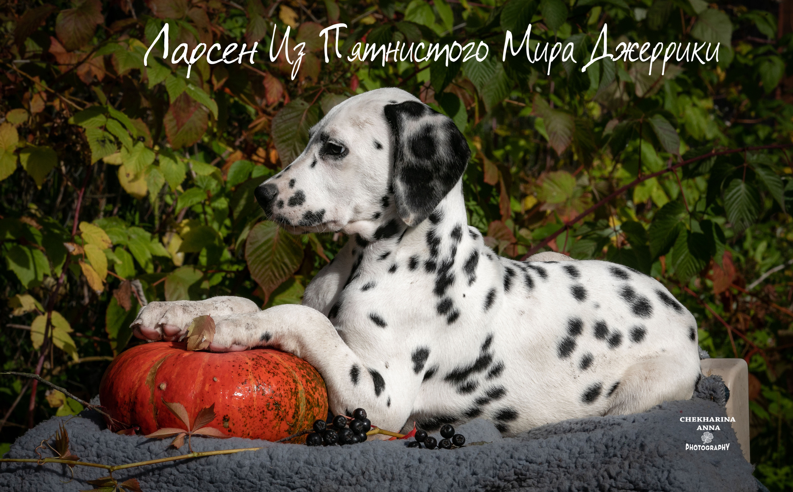 Ларсен. Профессиональный фотограф Чехарина Анна / pro photographer Chekharina