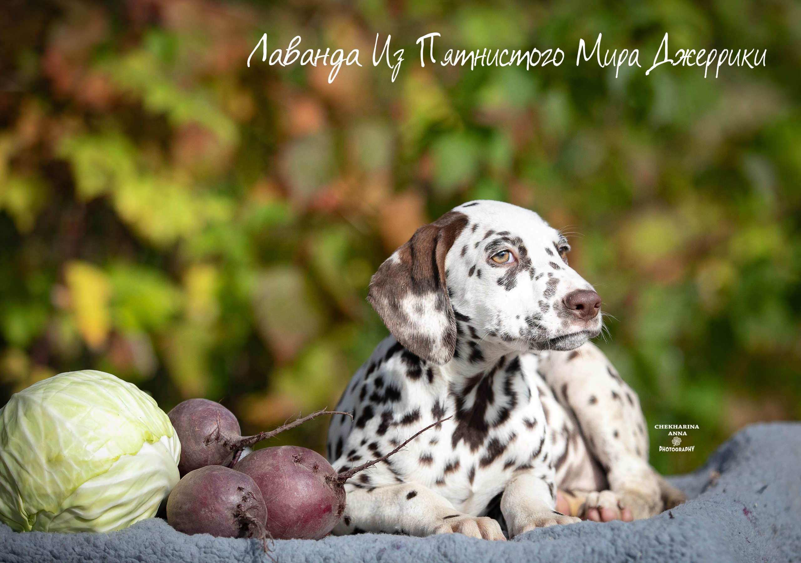 Лаванда. Профессиональный фотограф Чехарина Анна / pro photographer Chekharina