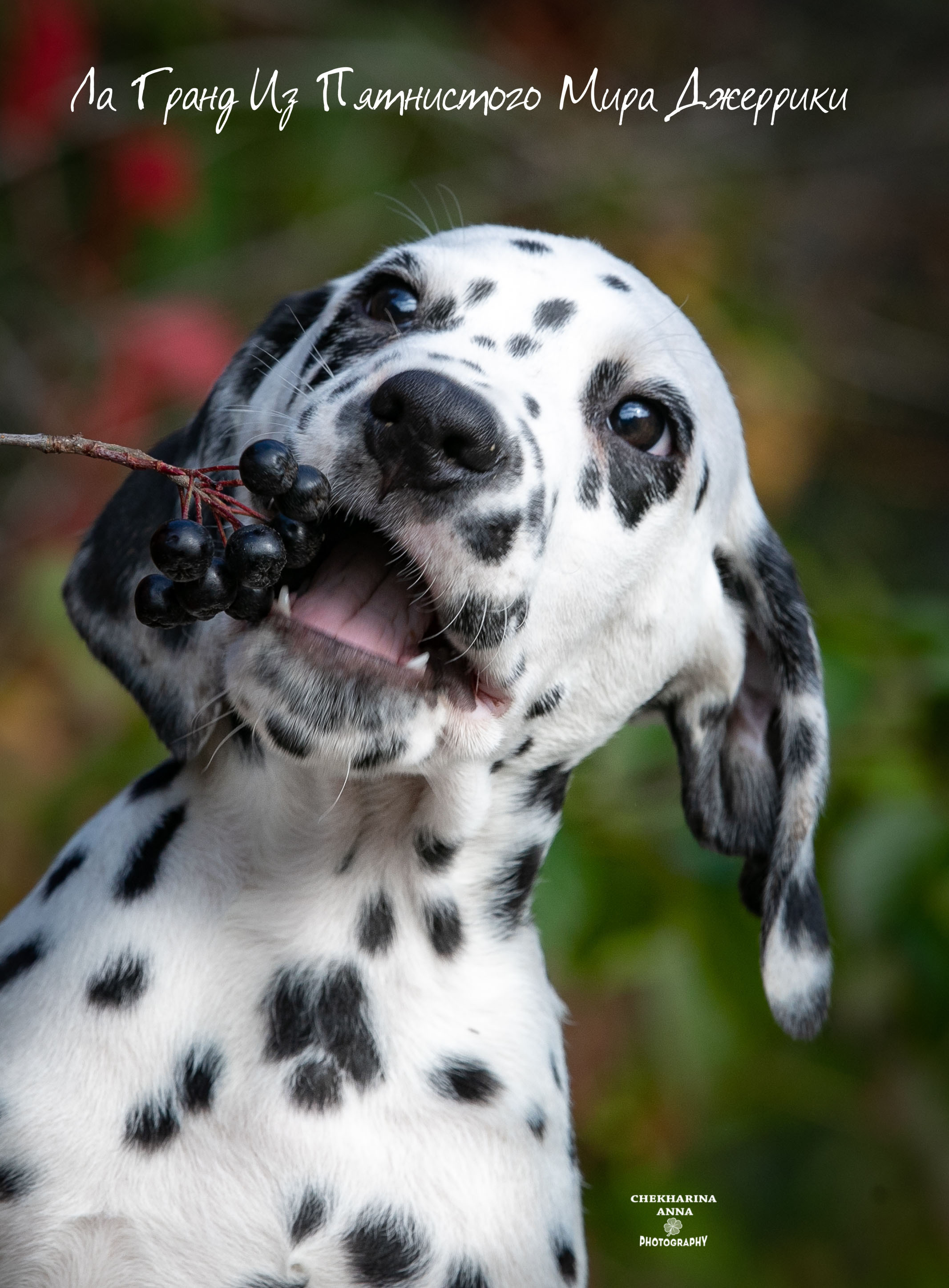 Гранд. Профессиональный фотограф Чехарина Анна / pro photographer Chekharina