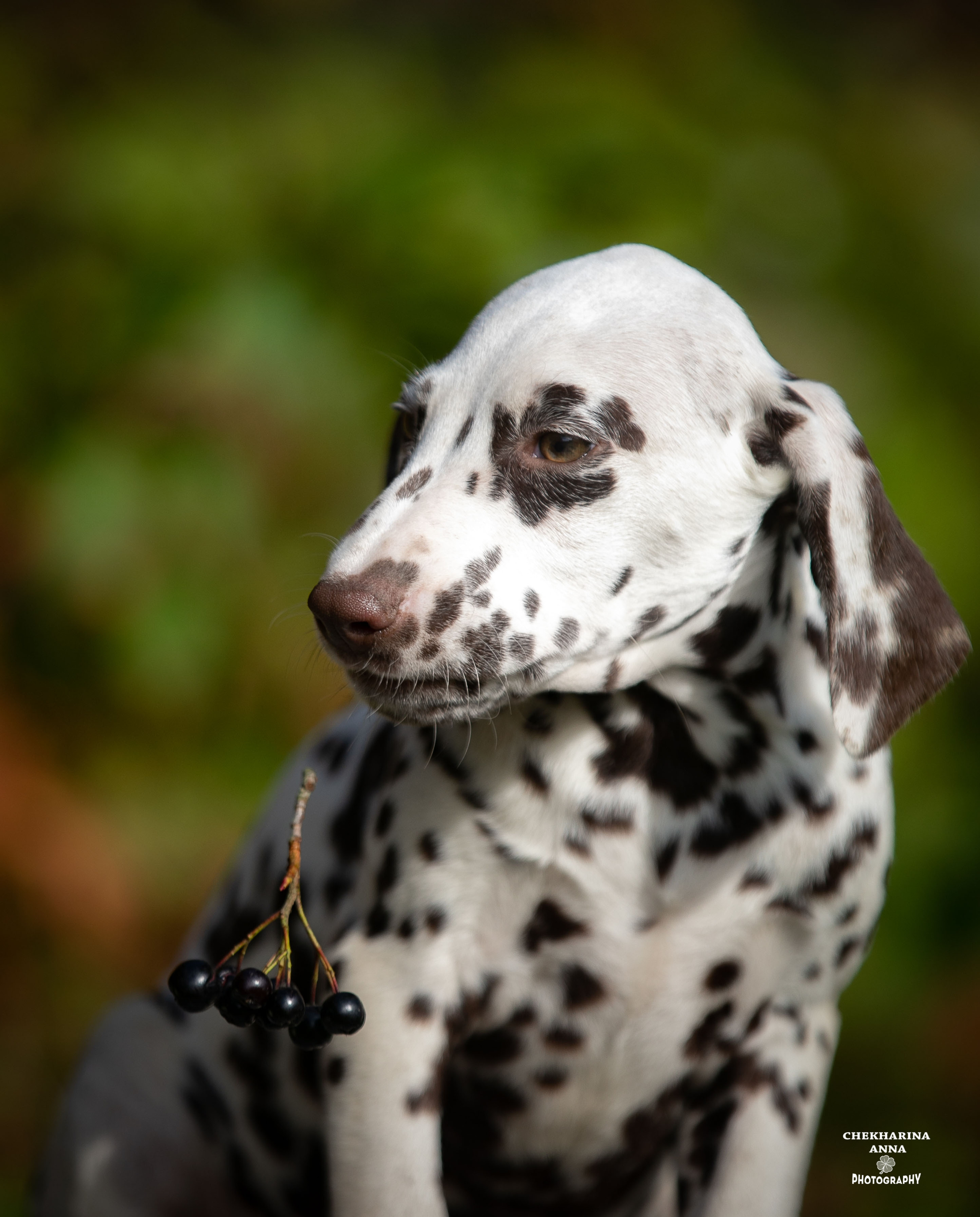 Лаванда. Профессиональный фотограф Чехарина Анна / pro photographer Chekharina