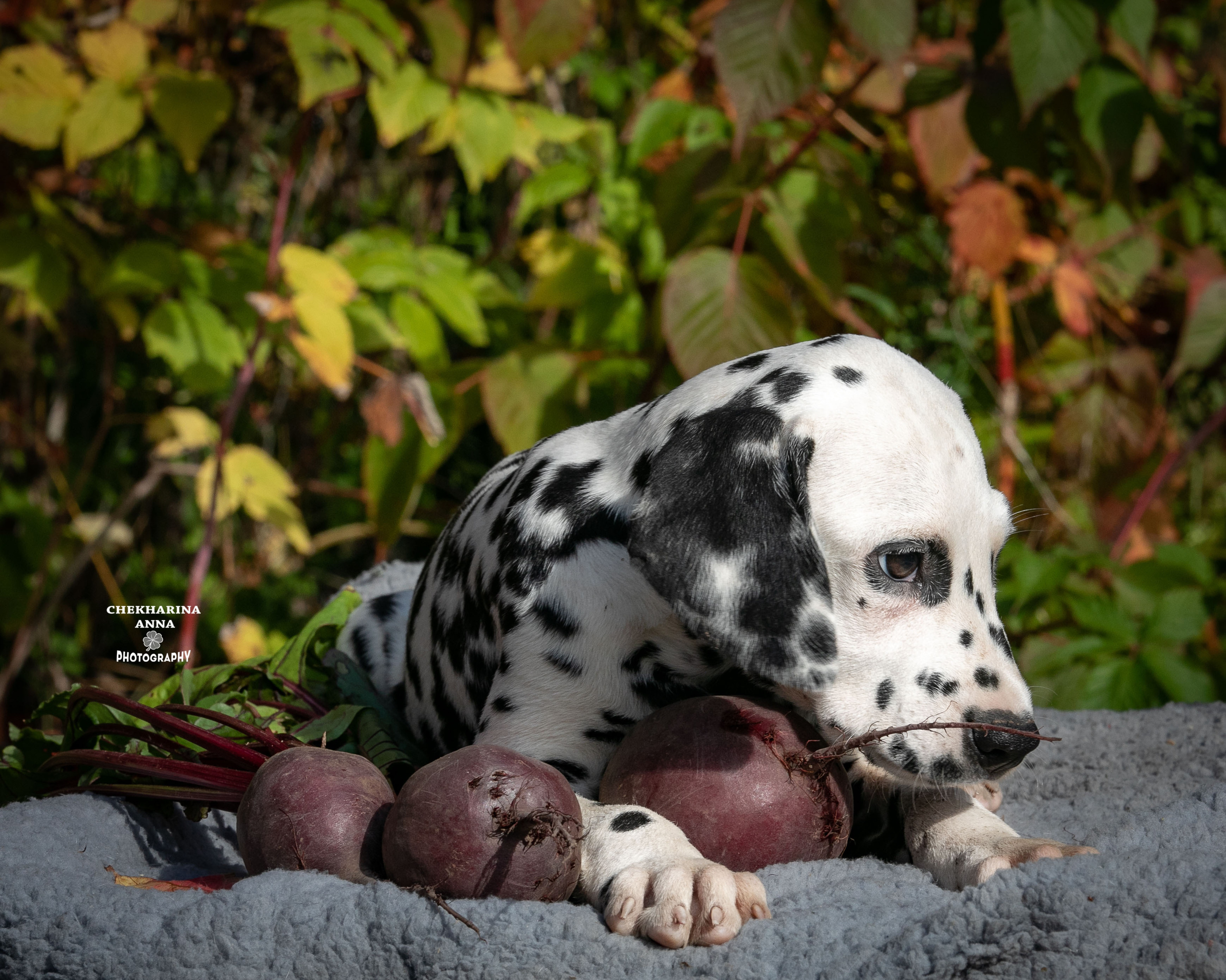 Ларс. Профессиональный фотограф Чехарина Анна / pro photographer Chekharina