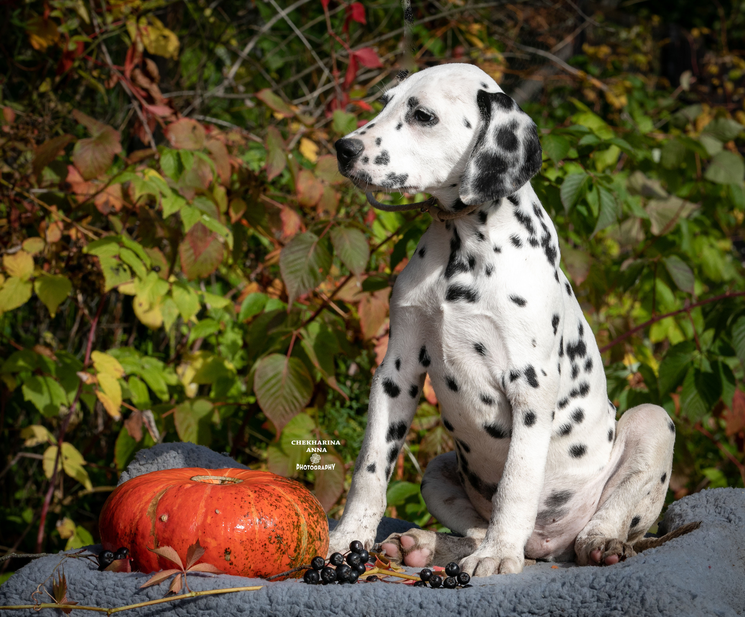 Ларсен. Профессиональный фотограф Чехарина Анна / pro photographer Chekharina