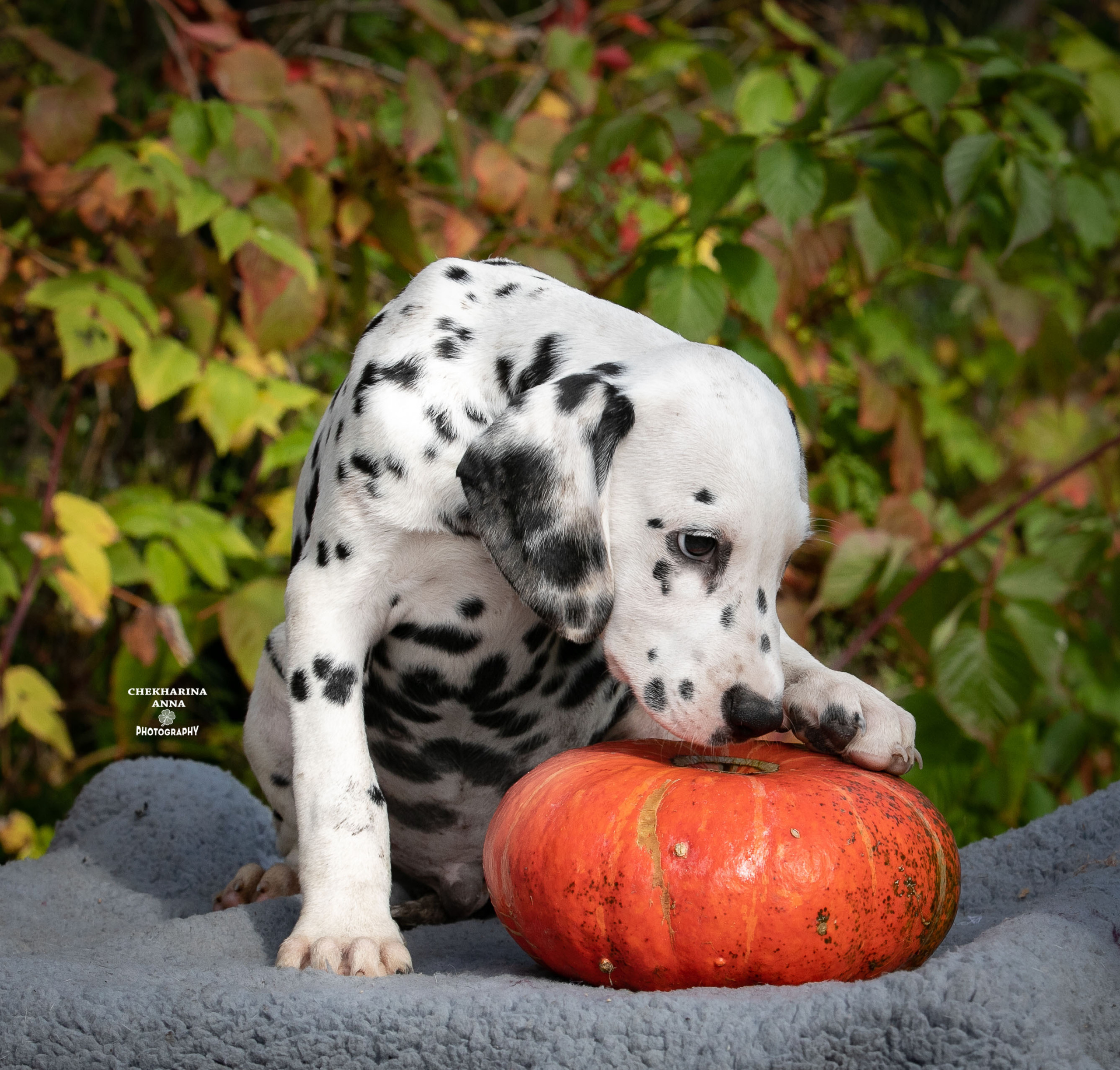 Леон Из Пятнистого Мира Джеррики. Профессиональный фотограф Чехарина Анна / pro photographer Chekharina