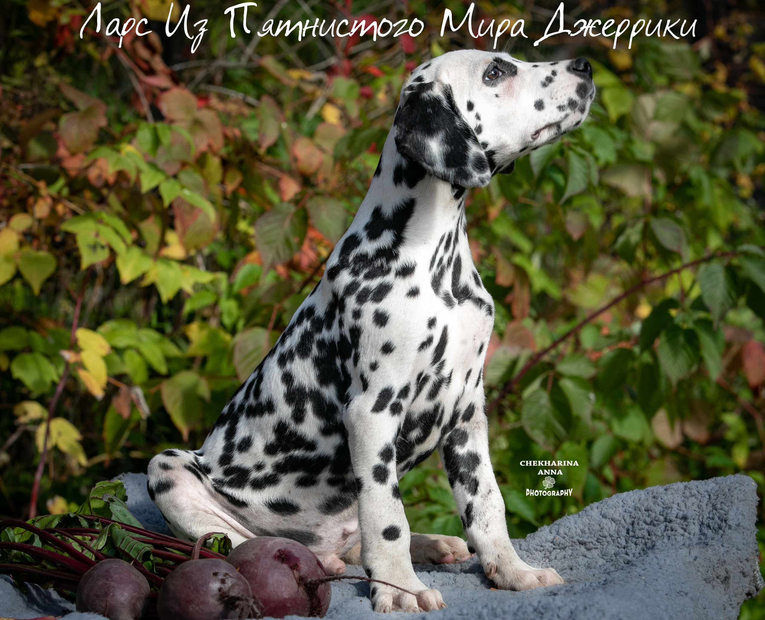 Ларс. Профессиональный фотограф Чехарина Анна / pro photographer Chekharina