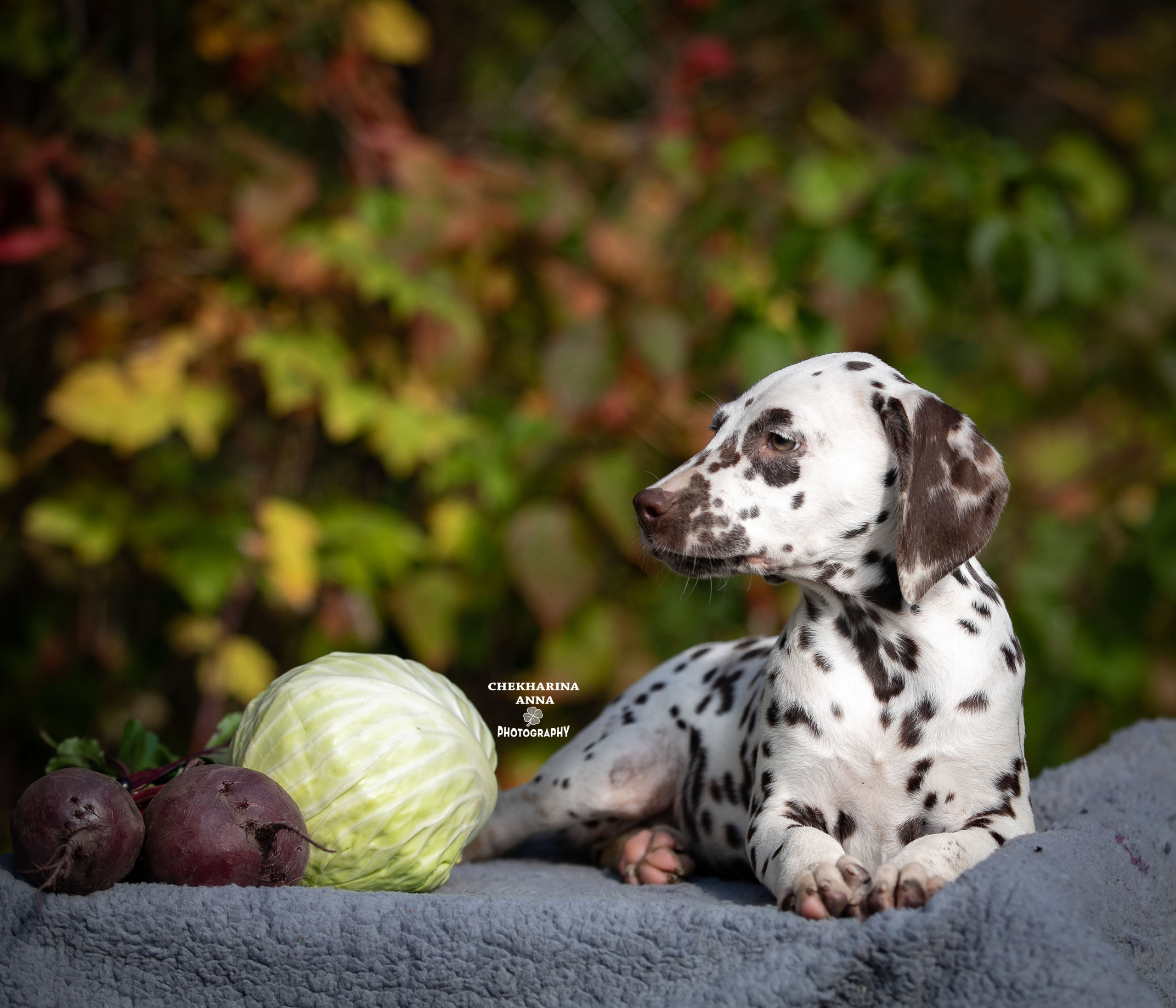 Легра. Профессиональный фотограф Чехарина Анна / pro photographer Chekharina