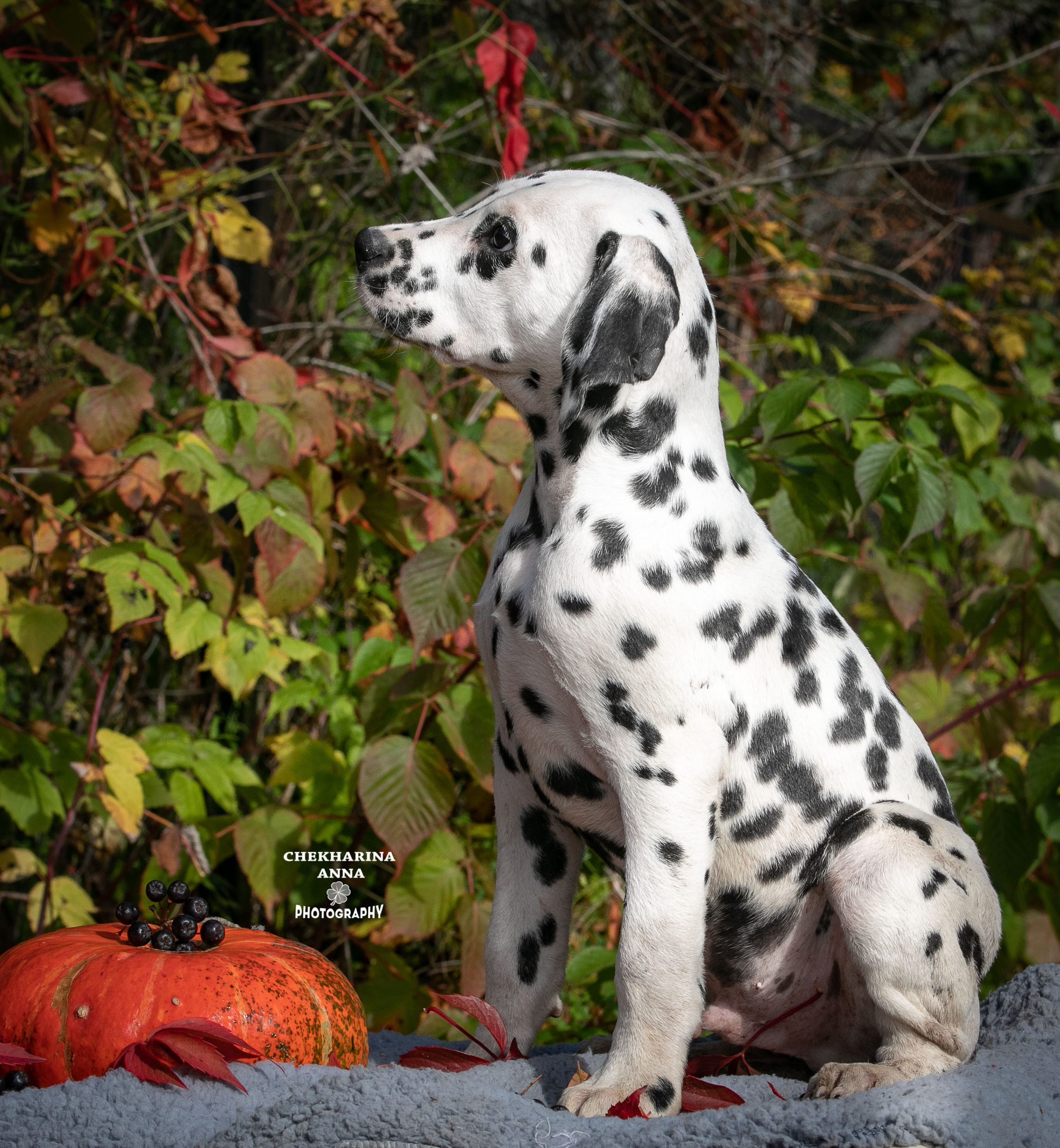 Гранд. Профессиональный фотограф Чехарина Анна / pro photographer Chekharina