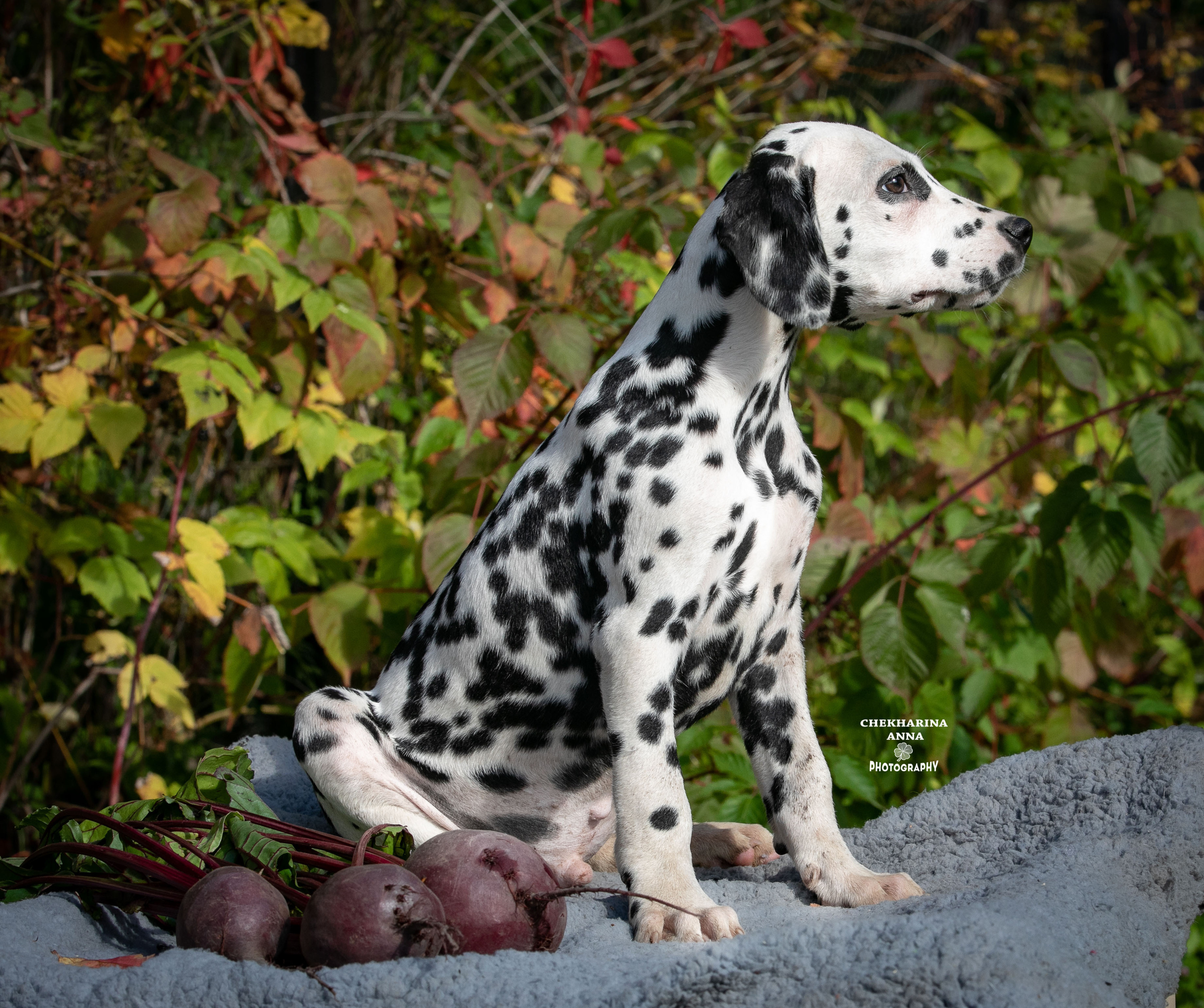 Ларс. Профессиональный фотограф Чехарина Анна / pro photographer Chekharina