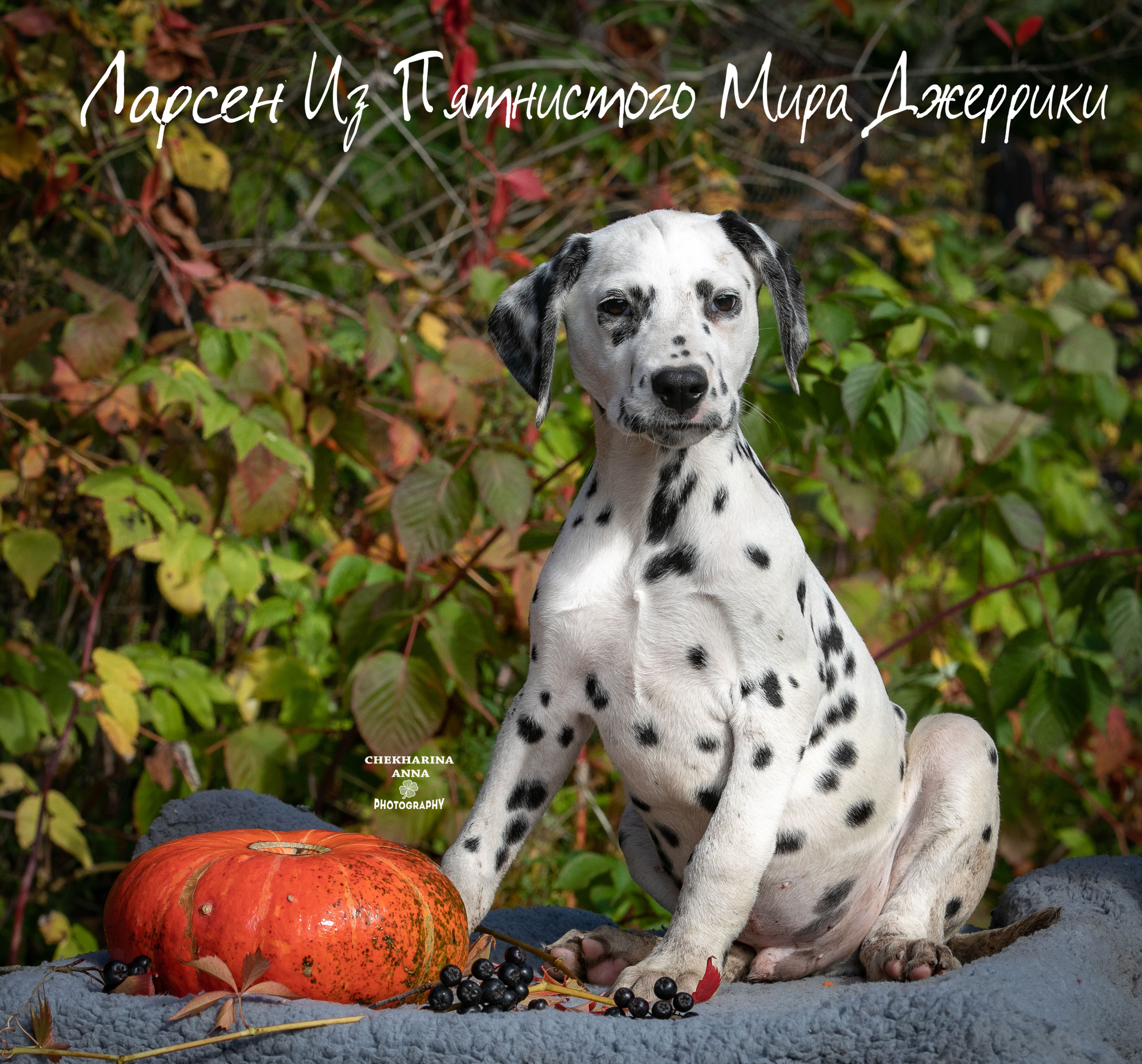 Ларсен. Профессиональный фотограф Чехарина Анна / pro photographer Chekharina