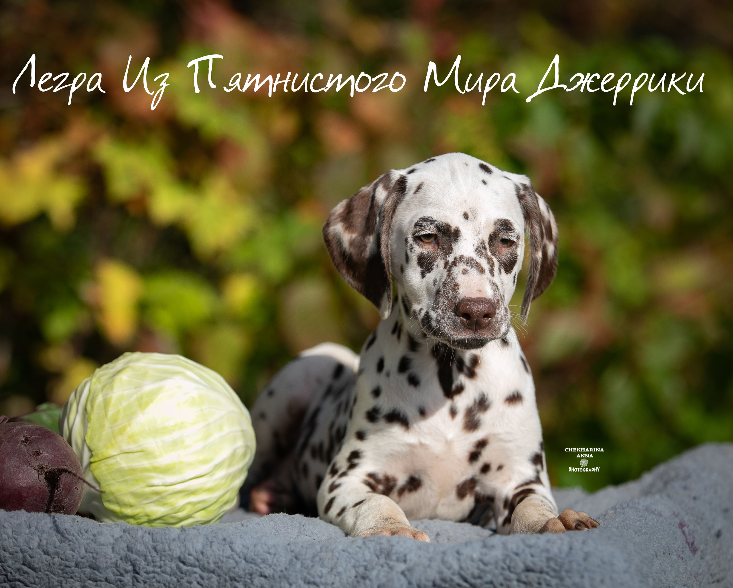 Легра. Профессиональный фотограф Чехарина Анна / pro photographer Chekharina