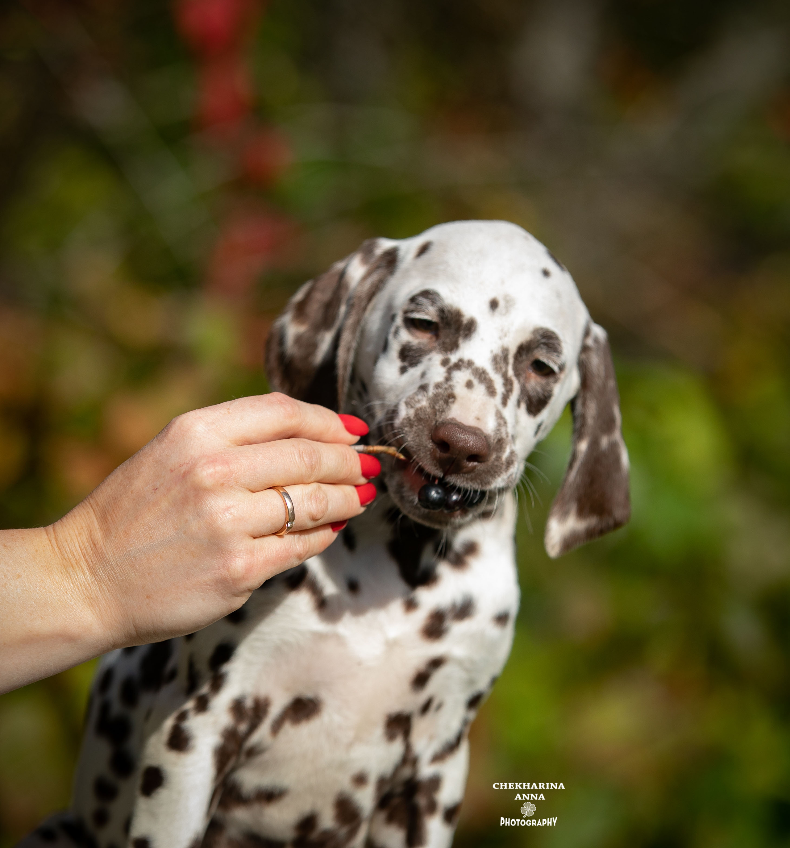 Легра. Профессиональный фотограф Чехарина Анна / pro photographer Chekharina