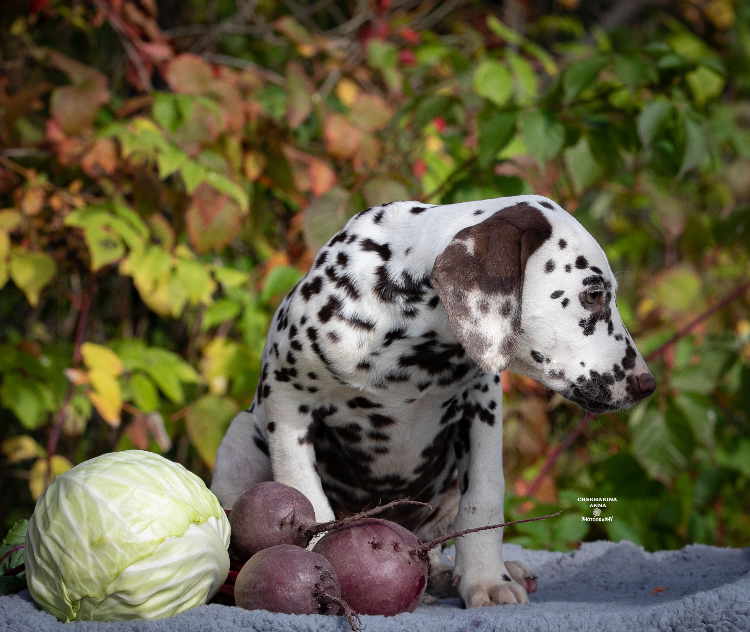Лаванда. Профессиональный фотограф Чехарина Анна / pro photographer Chekharina