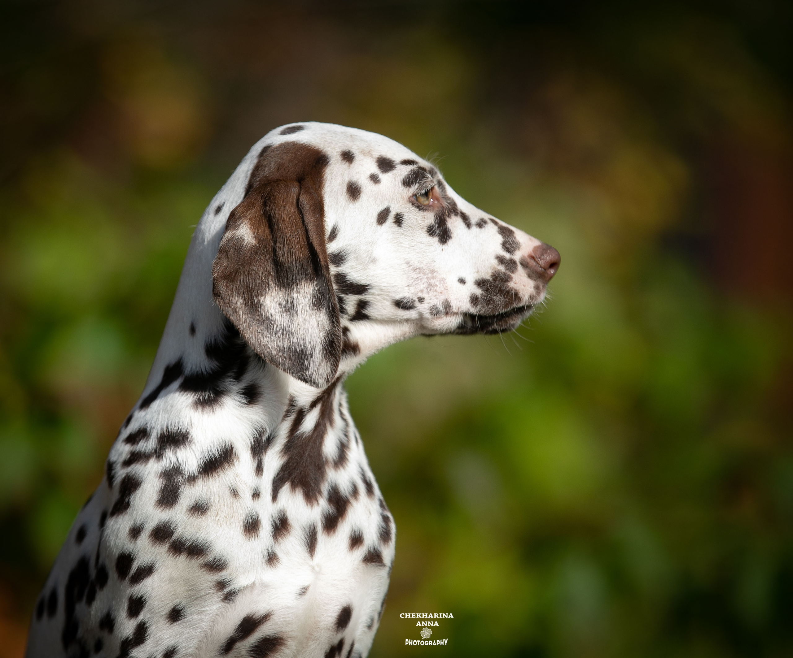 Лаванда. Профессиональный фотограф Чехарина Анна / pro photographer Chekharina