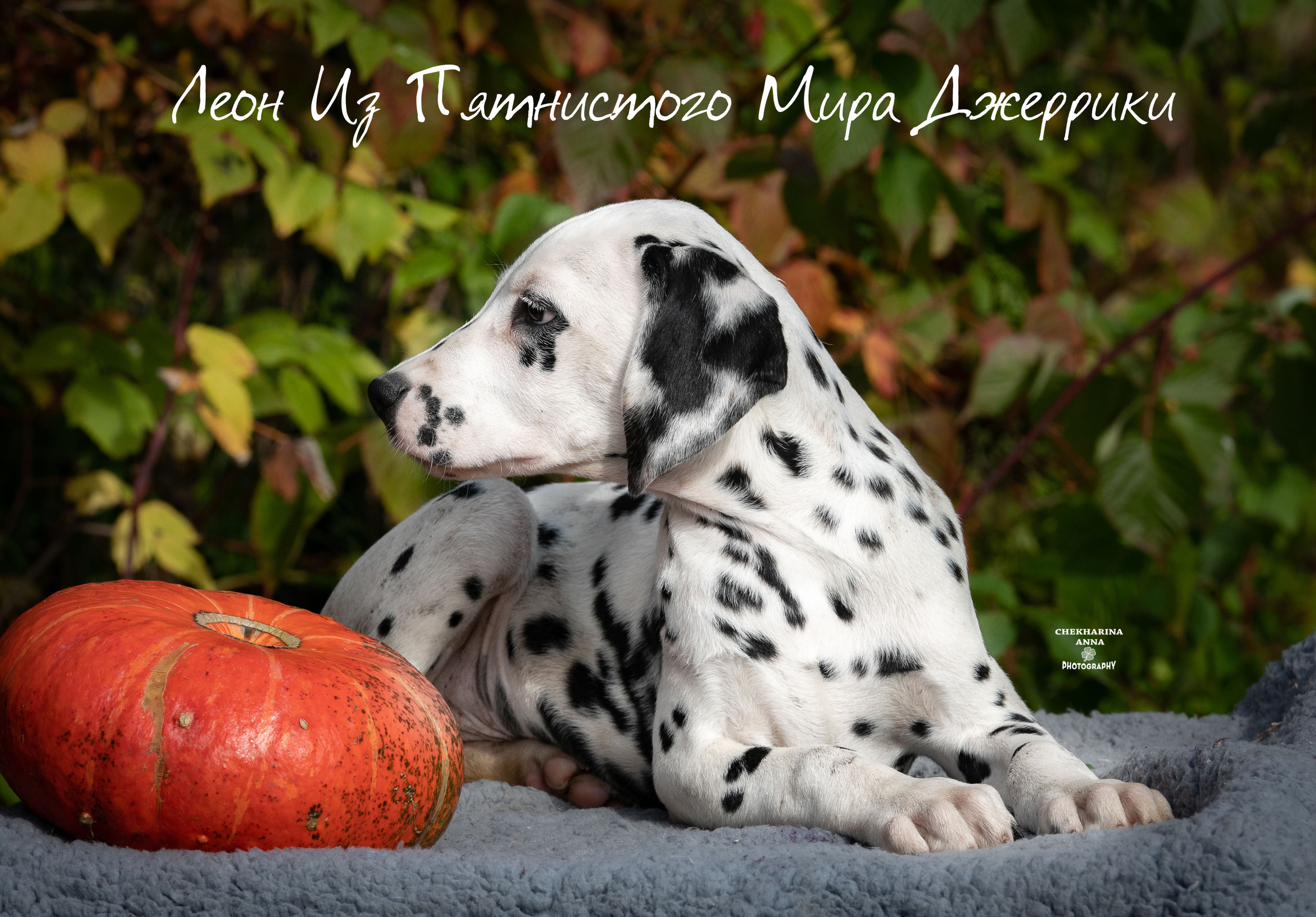 Леон Из Пятнистого Мира Джеррики. Профессиональный фотограф Чехарина Анна / pro photographer Chekharina