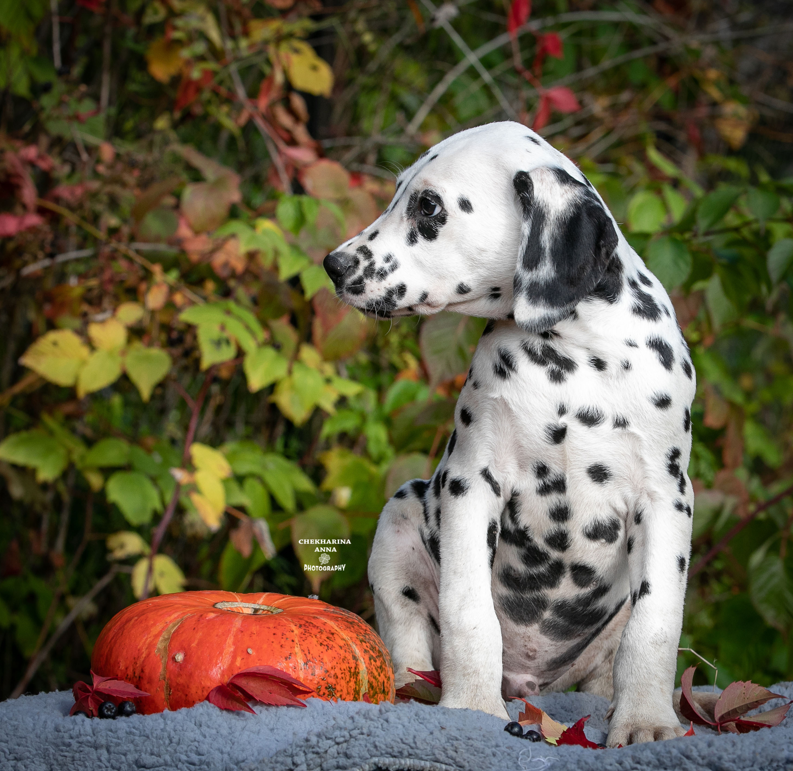 Гранд. Профессиональный фотограф Чехарина Анна / pro photographer Chekharina