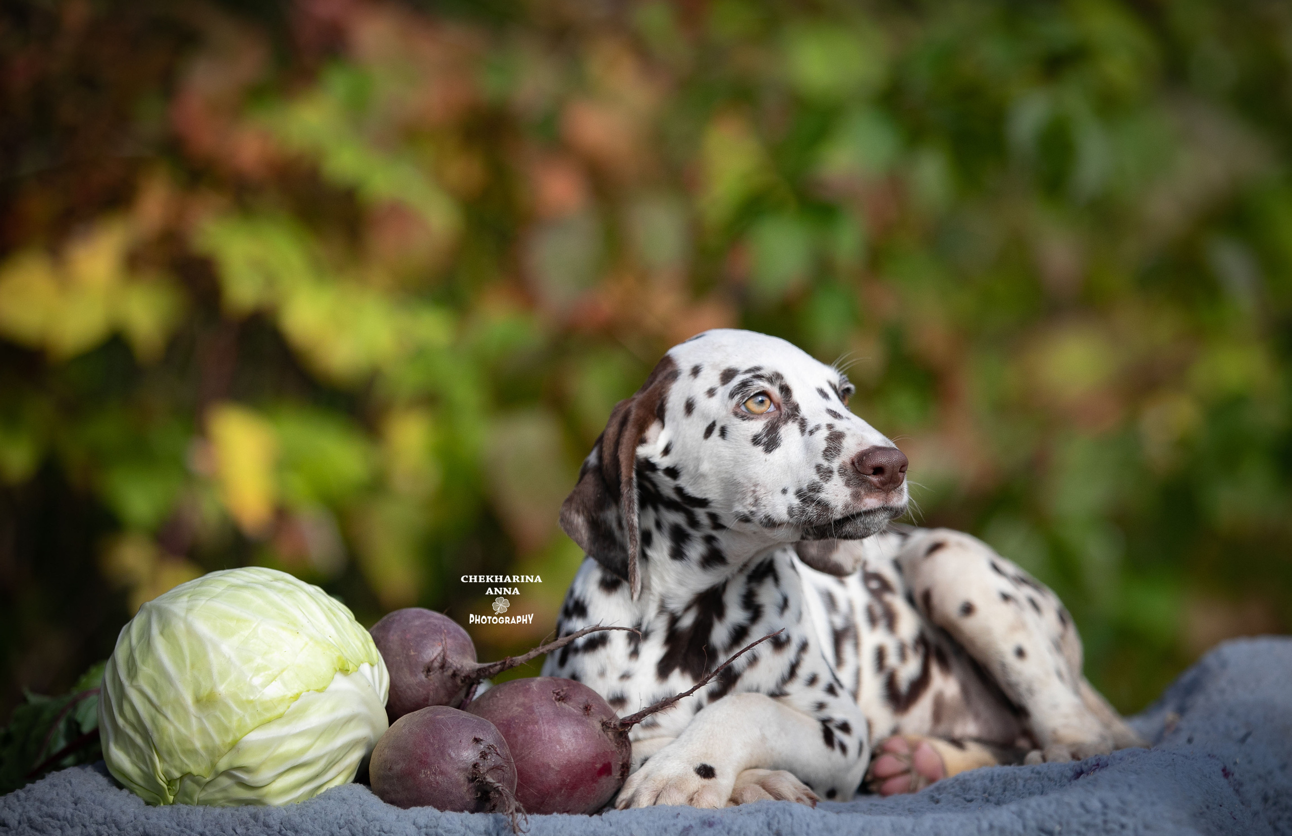 Лаванда. Профессиональный фотограф Чехарина Анна / pro photographer Chekharina