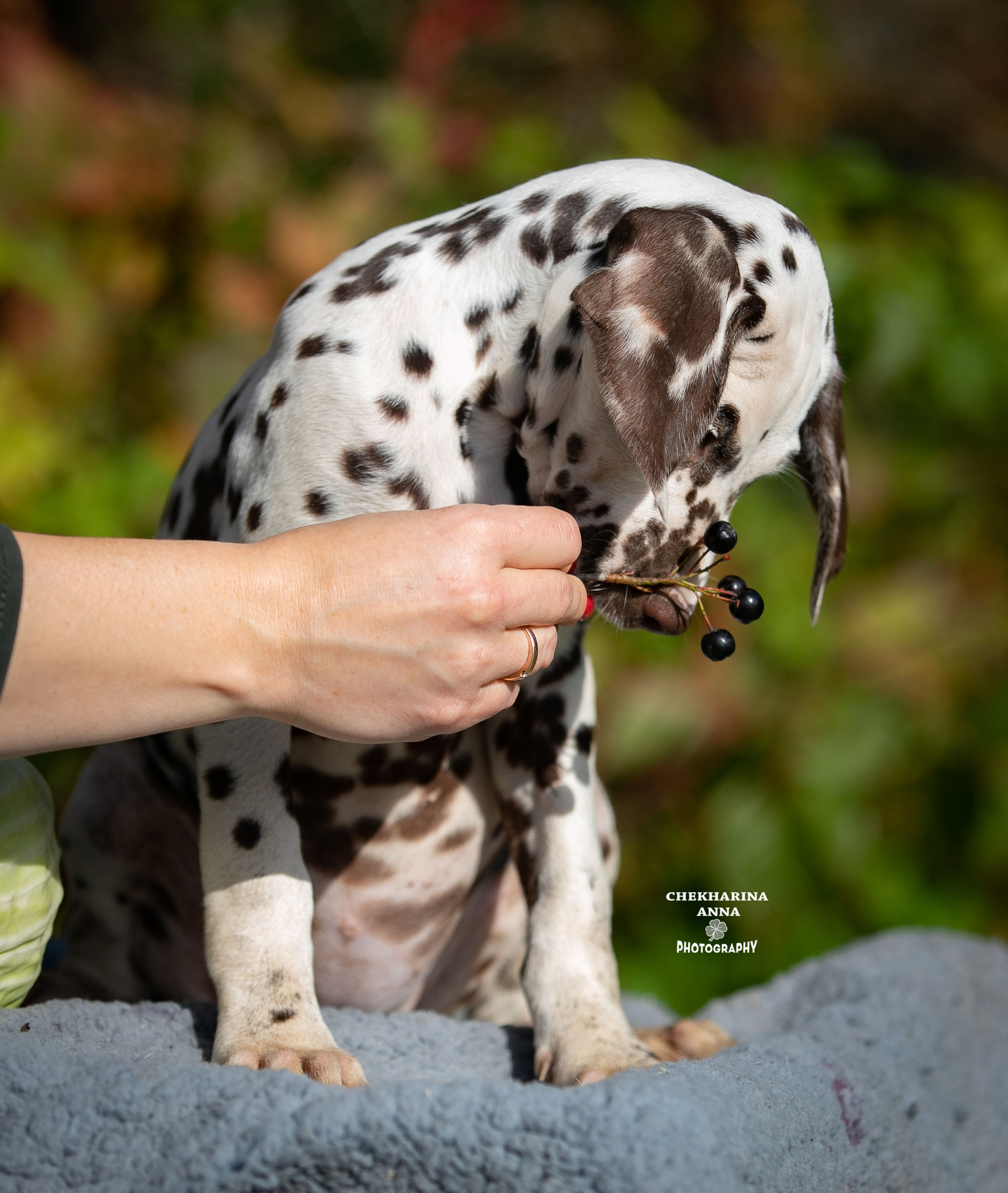 Легра. Профессиональный фотограф Чехарина Анна / pro photographer Chekharina
