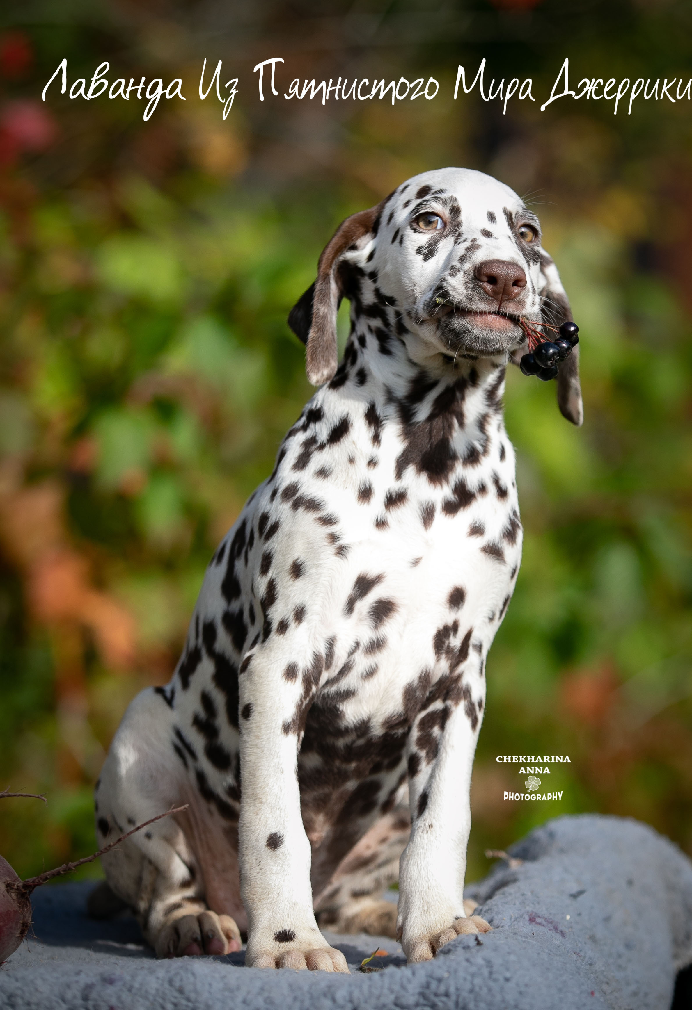 Лаванда. Профессиональный фотограф Чехарина Анна / pro photographer Chekharina