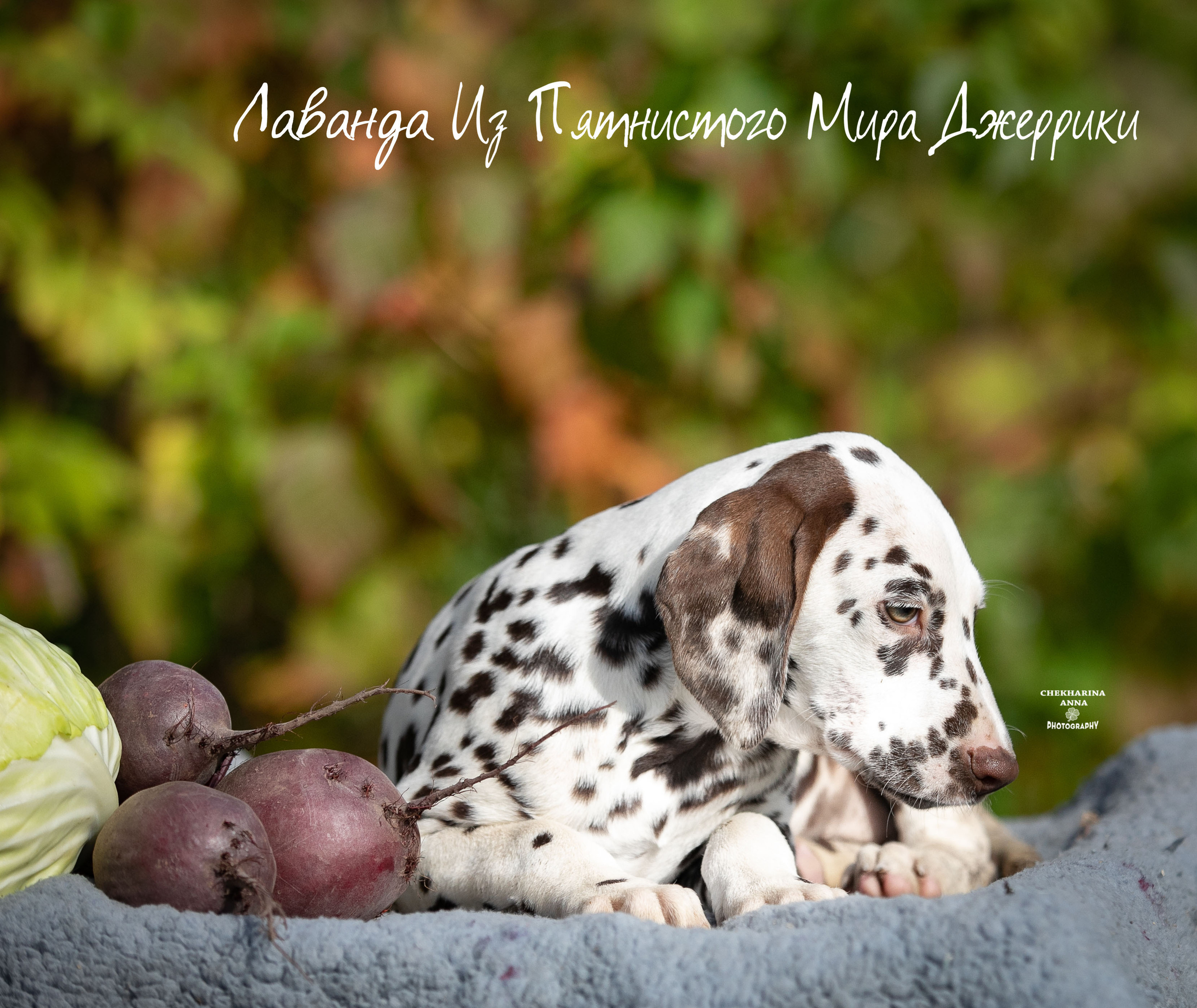 Лаванда. Профессиональный фотограф Чехарина Анна / pro photographer Chekharina