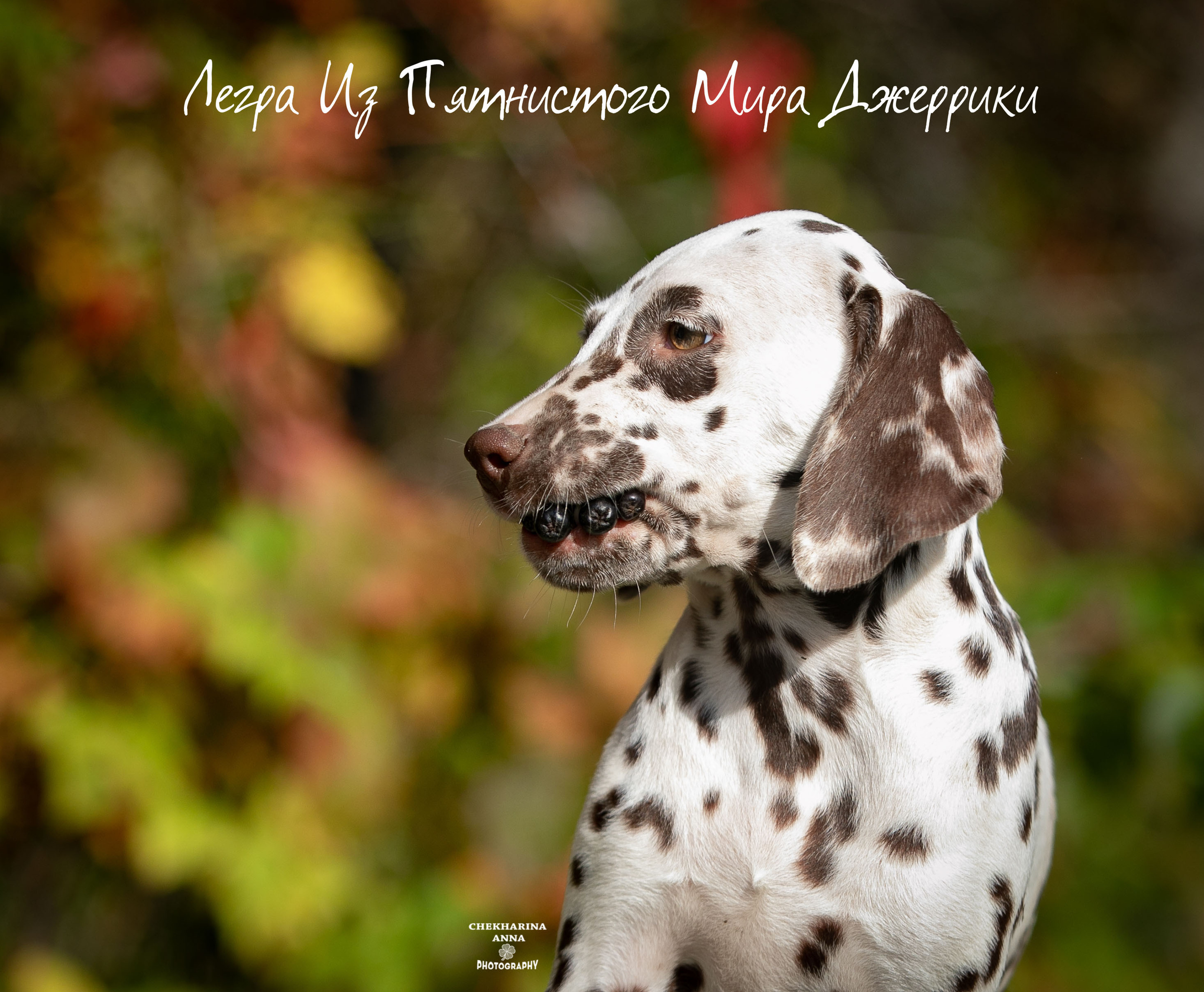 Легра. Профессиональный фотограф Чехарина Анна / pro photographer Chekharina