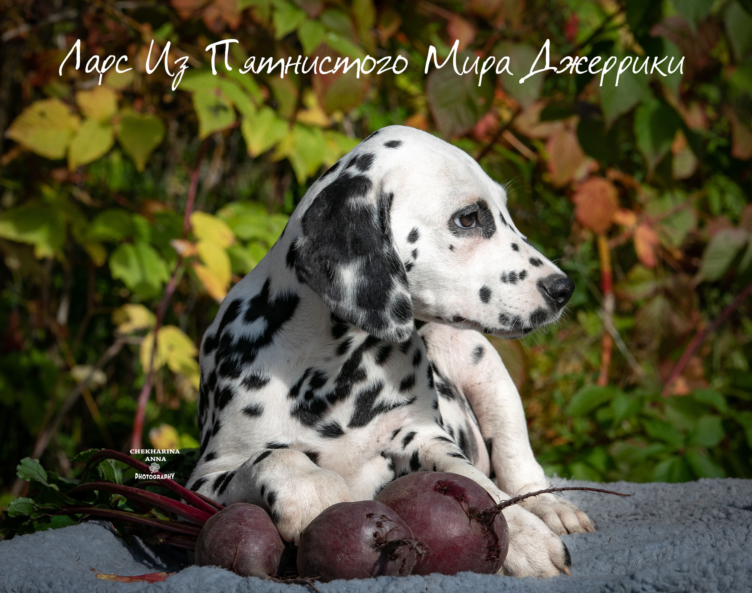 Ларс. Профессиональный фотограф Чехарина Анна / pro photographer Chekharina