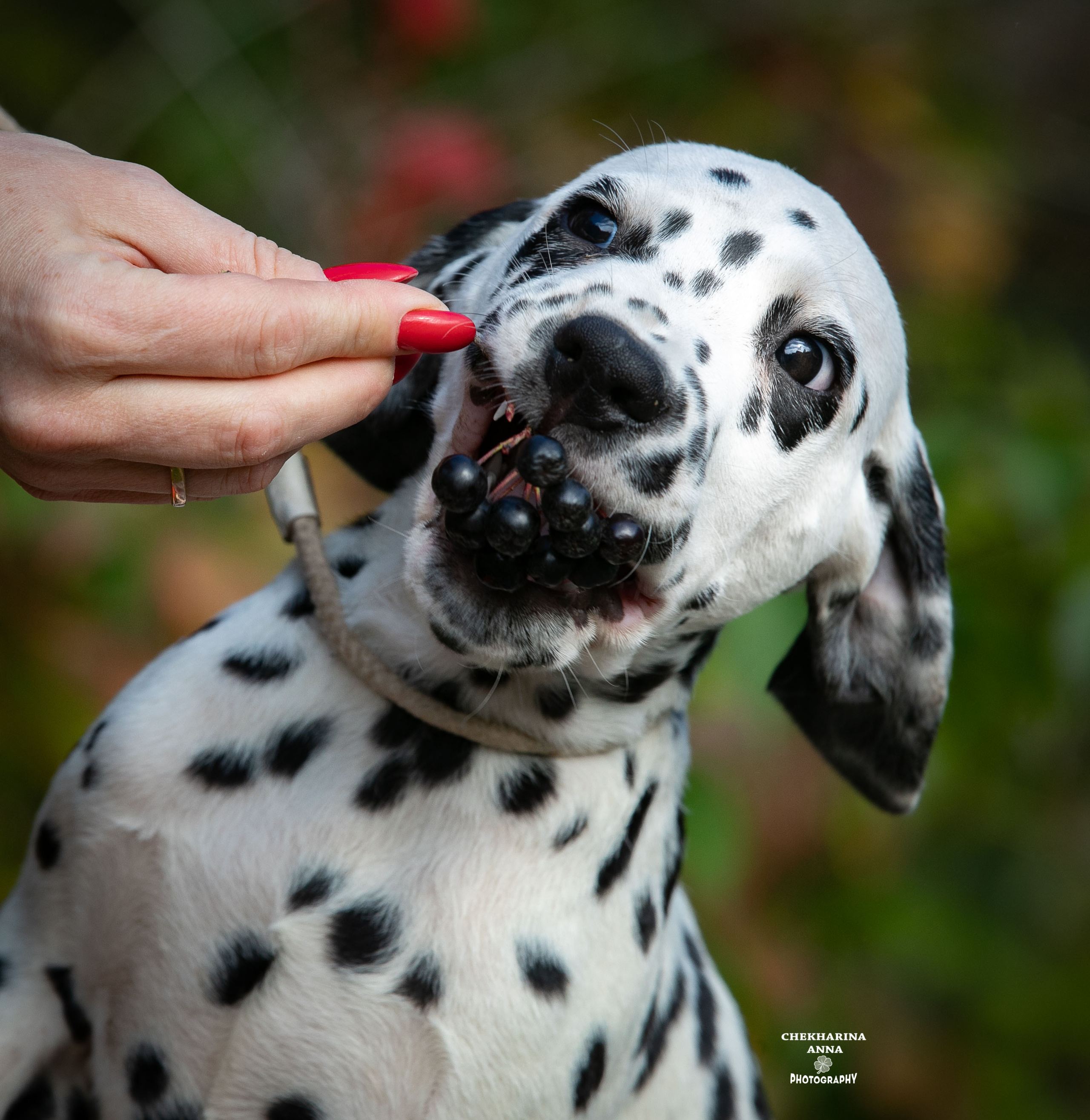 Гранд. Профессиональный фотограф Чехарина Анна / pro photographer Chekharina