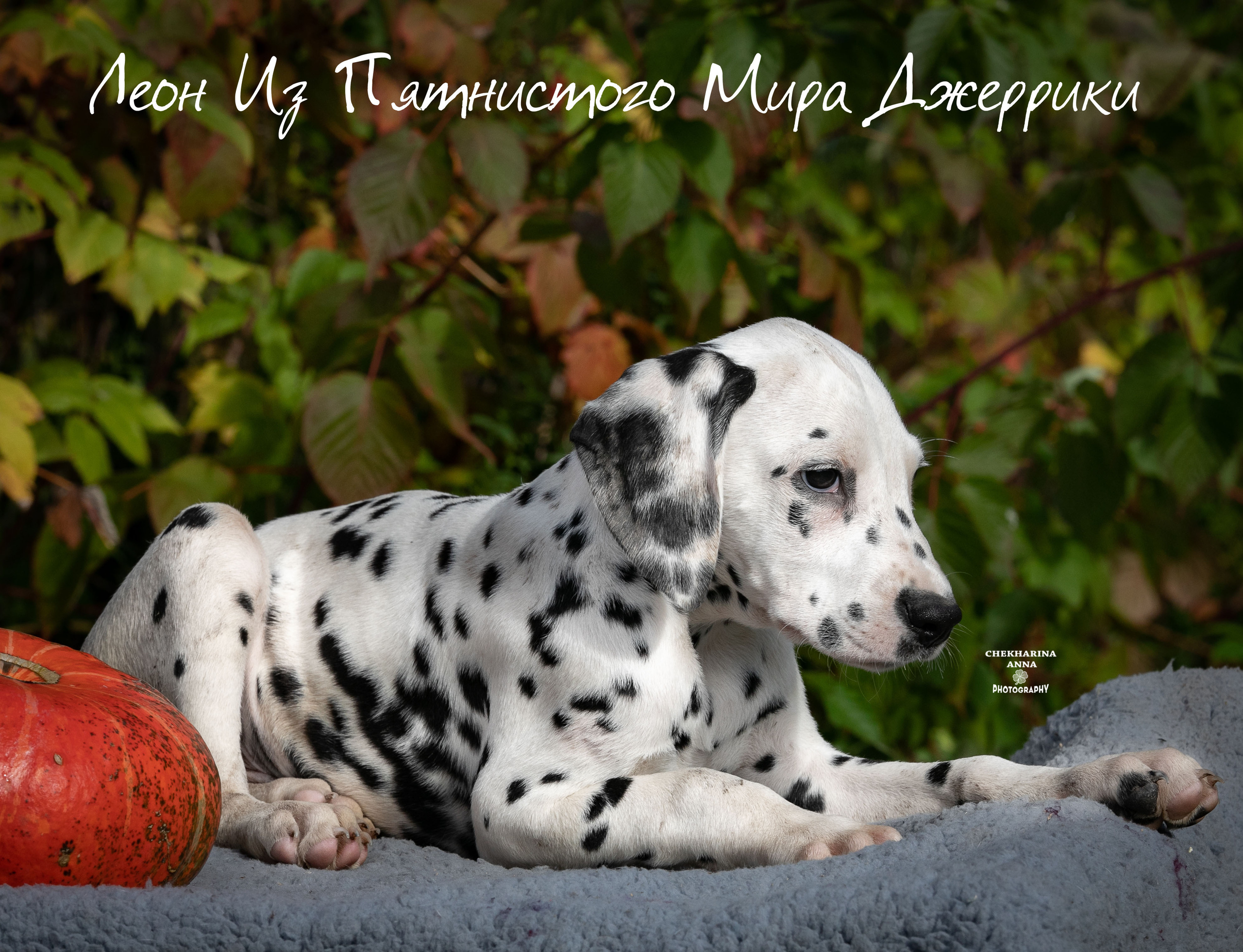 Леон Из Пятнистого Мира Джеррики. Профессиональный фотограф Чехарина Анна / pro photographer Chekharina
