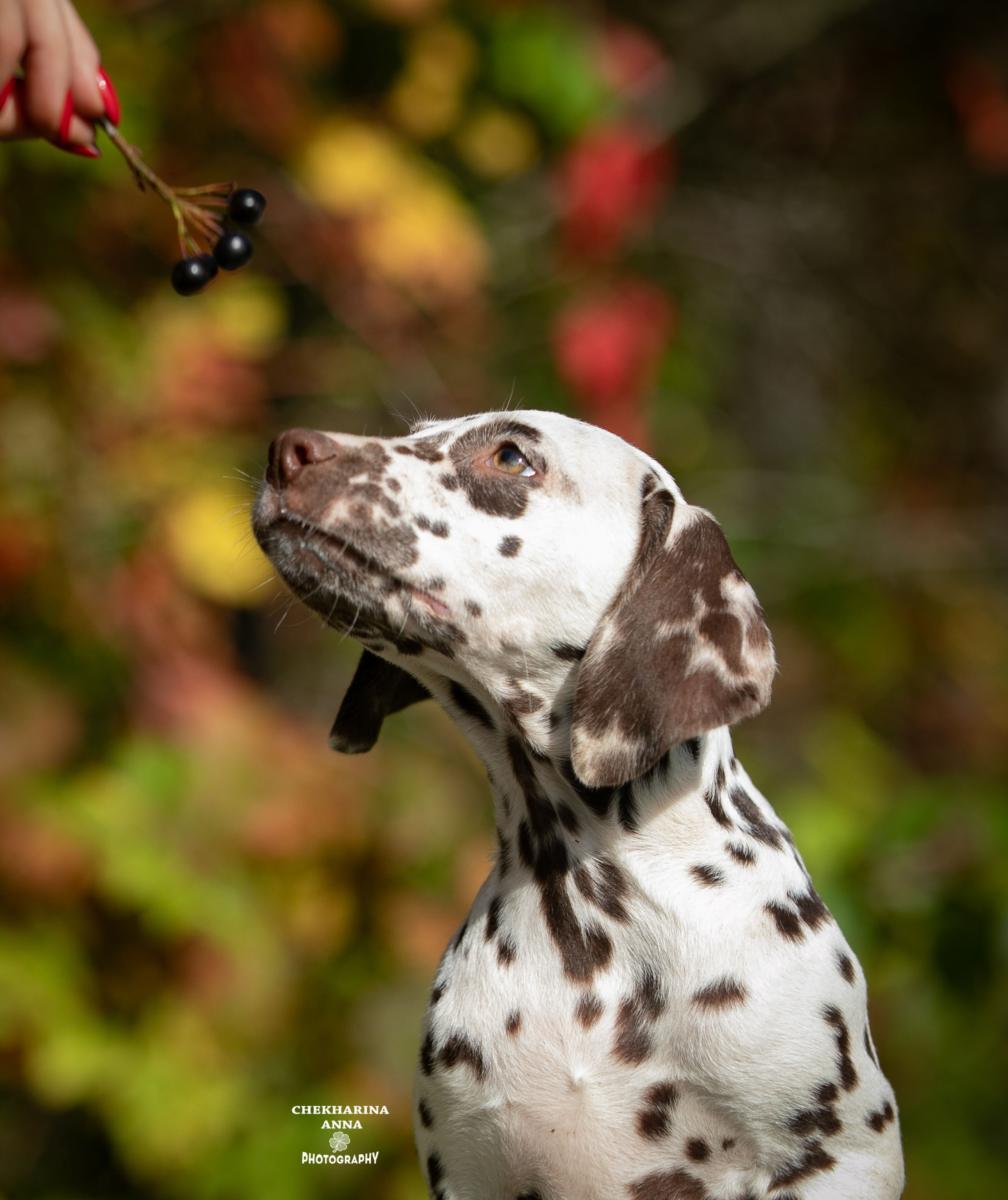 Легра. Профессиональный фотограф Чехарина Анна / pro photographer Chekharina