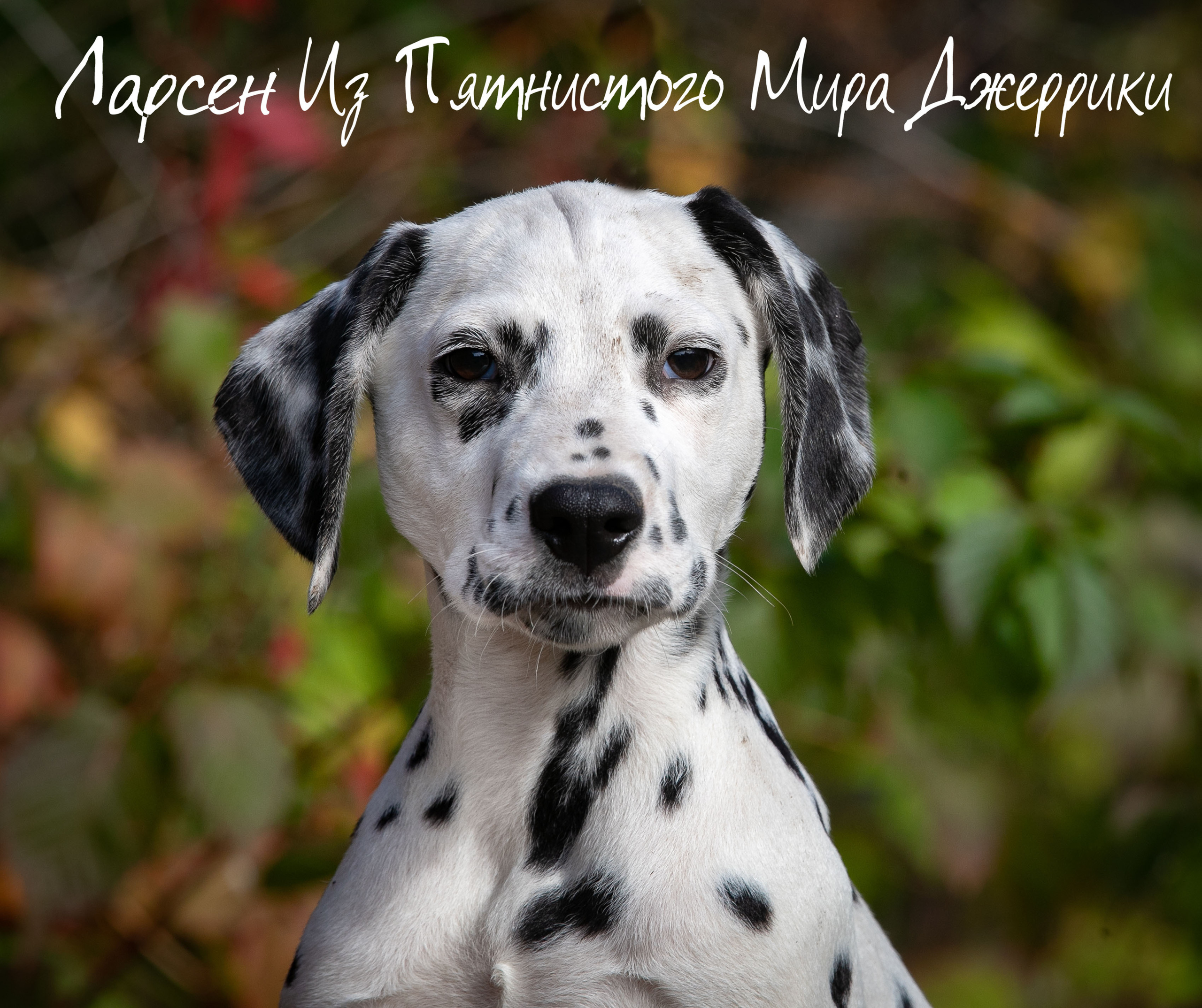 Ларсен. Профессиональный фотограф Чехарина Анна / pro photographer Chekharina