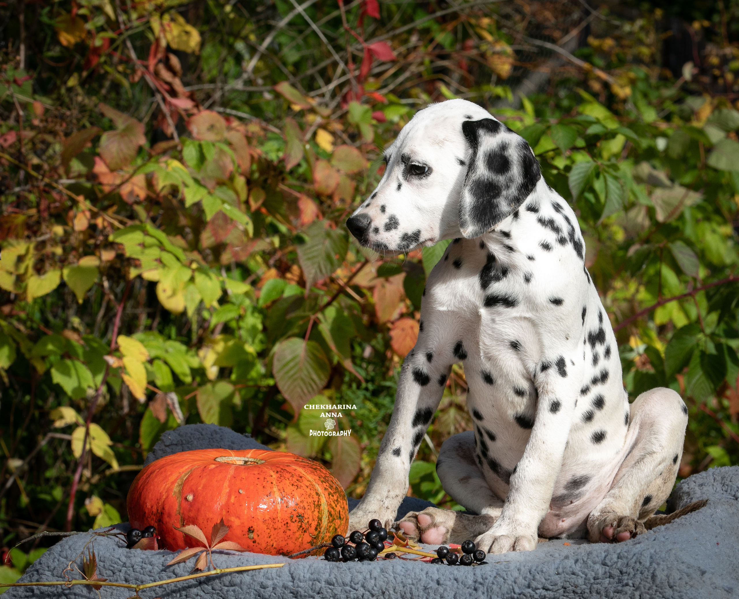 Ларсен. Профессиональный фотограф Чехарина Анна / pro photographer Chekharina