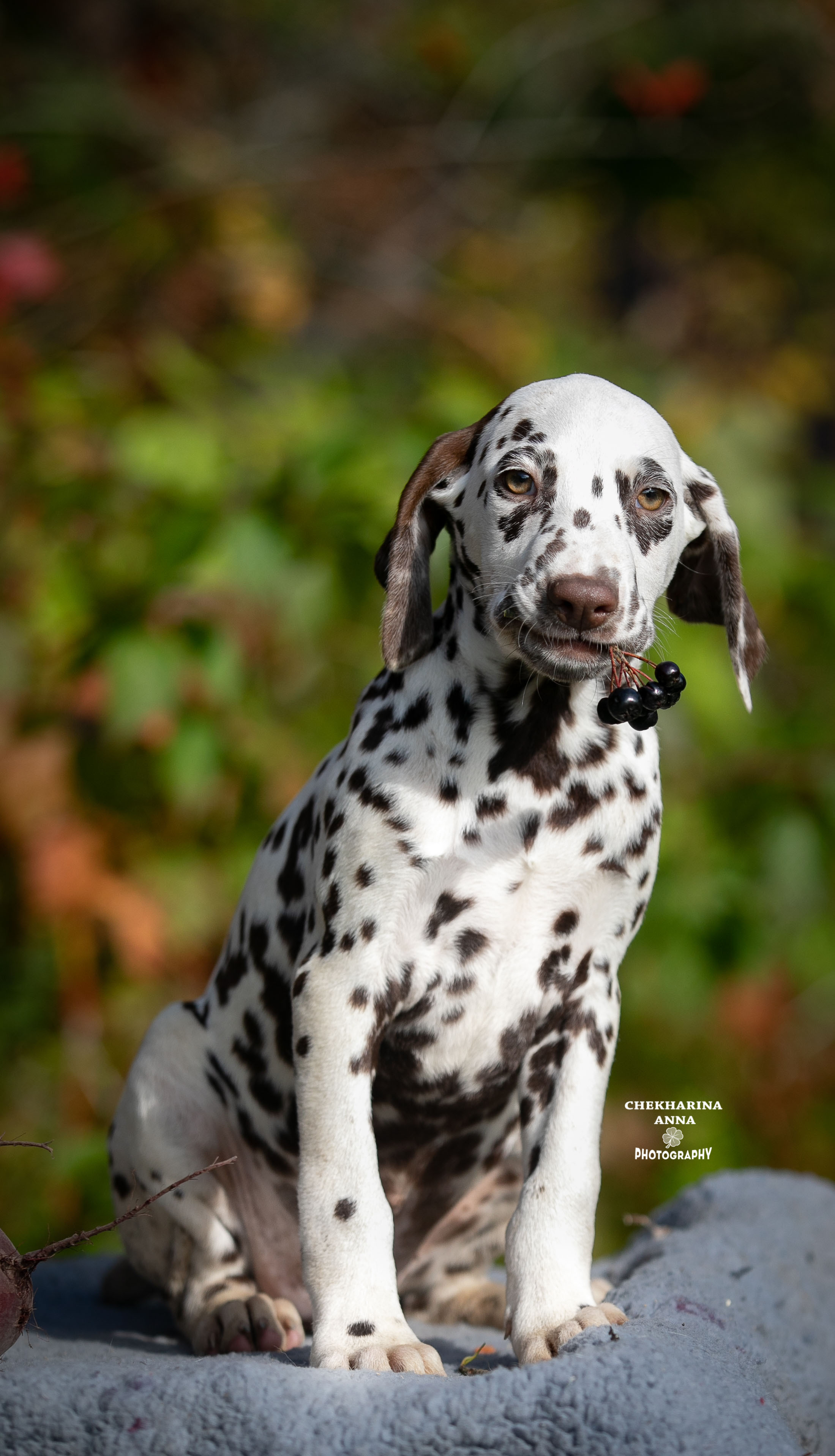 Лаванда. Профессиональный фотограф Чехарина Анна / pro photographer Chekharina