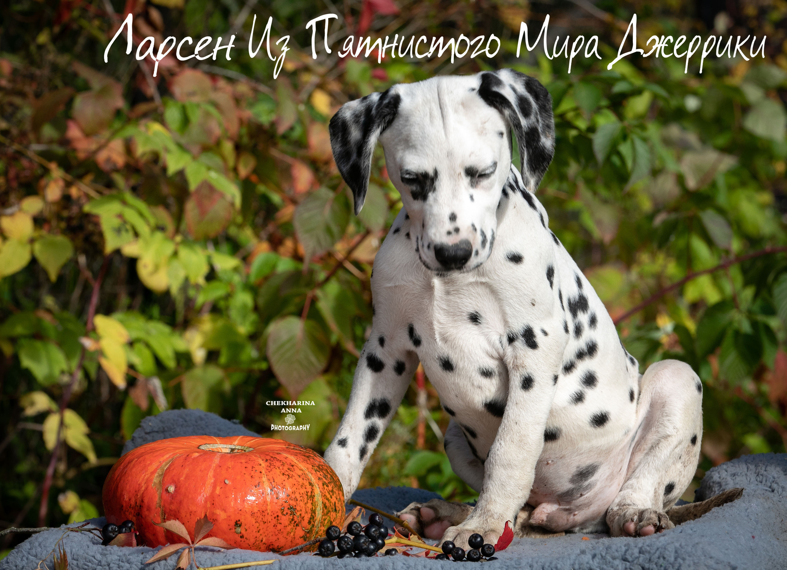 Ларсен. Профессиональный фотограф Чехарина Анна / pro photographer Chekharina