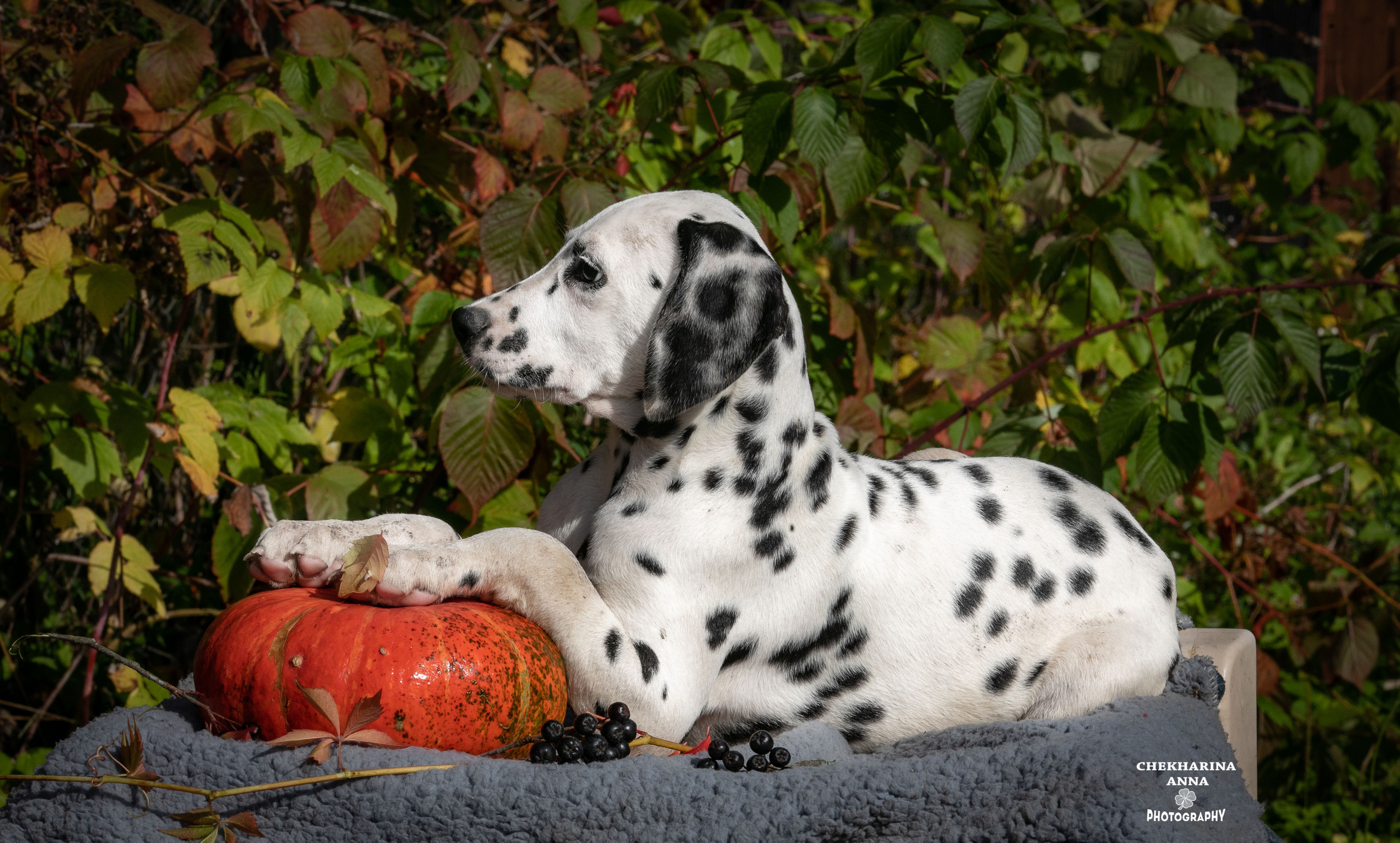 Ларсен. Профессиональный фотограф Чехарина Анна / pro photographer Chekharina