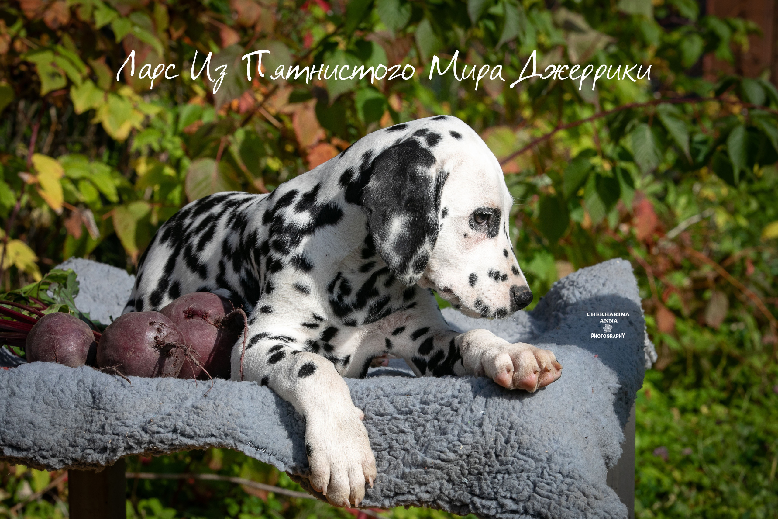 Ларс. Профессиональный фотограф Чехарина Анна / pro photographer Chekharina