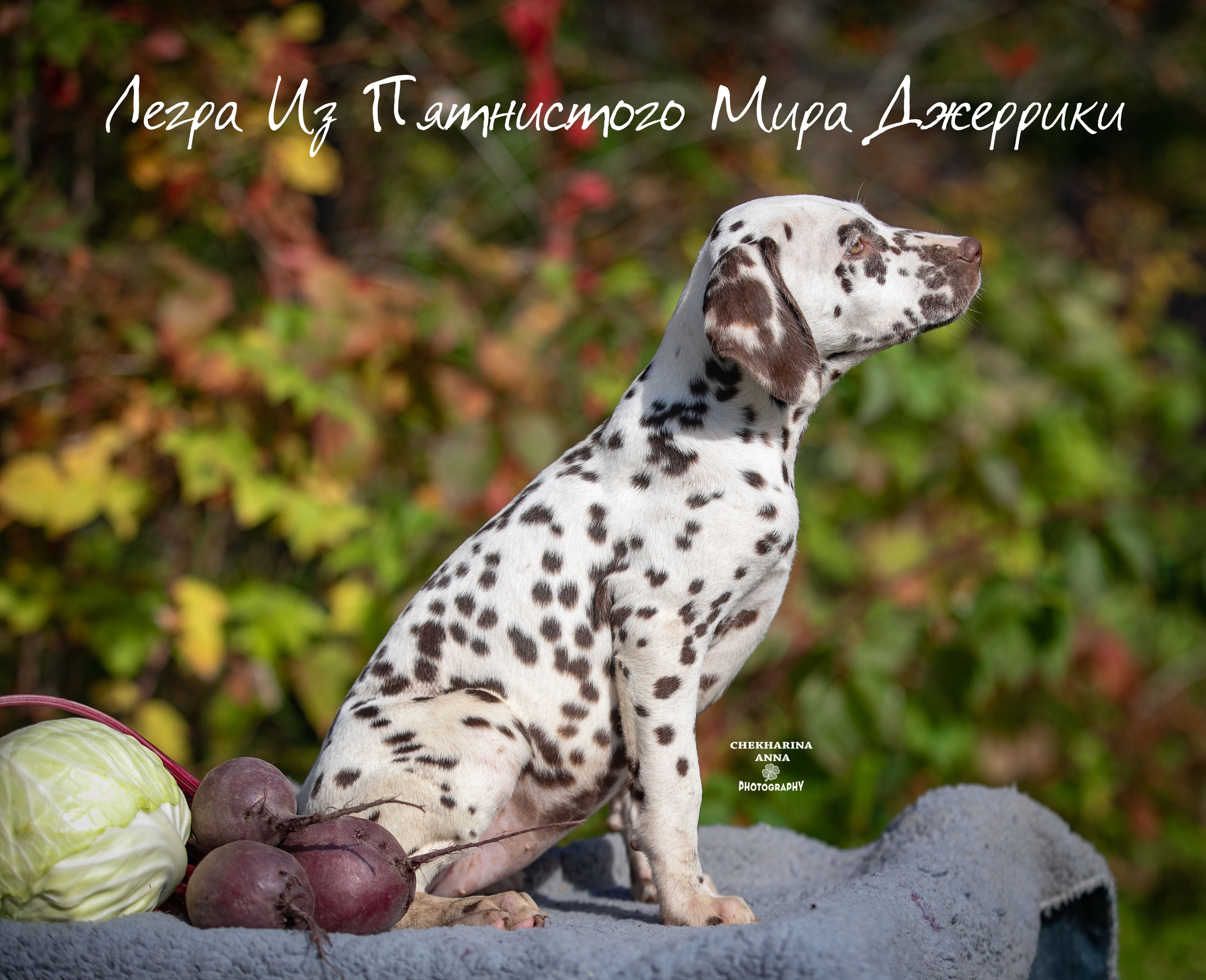 Легра. Профессиональный фотограф Чехарина Анна / pro photographer Chekharina