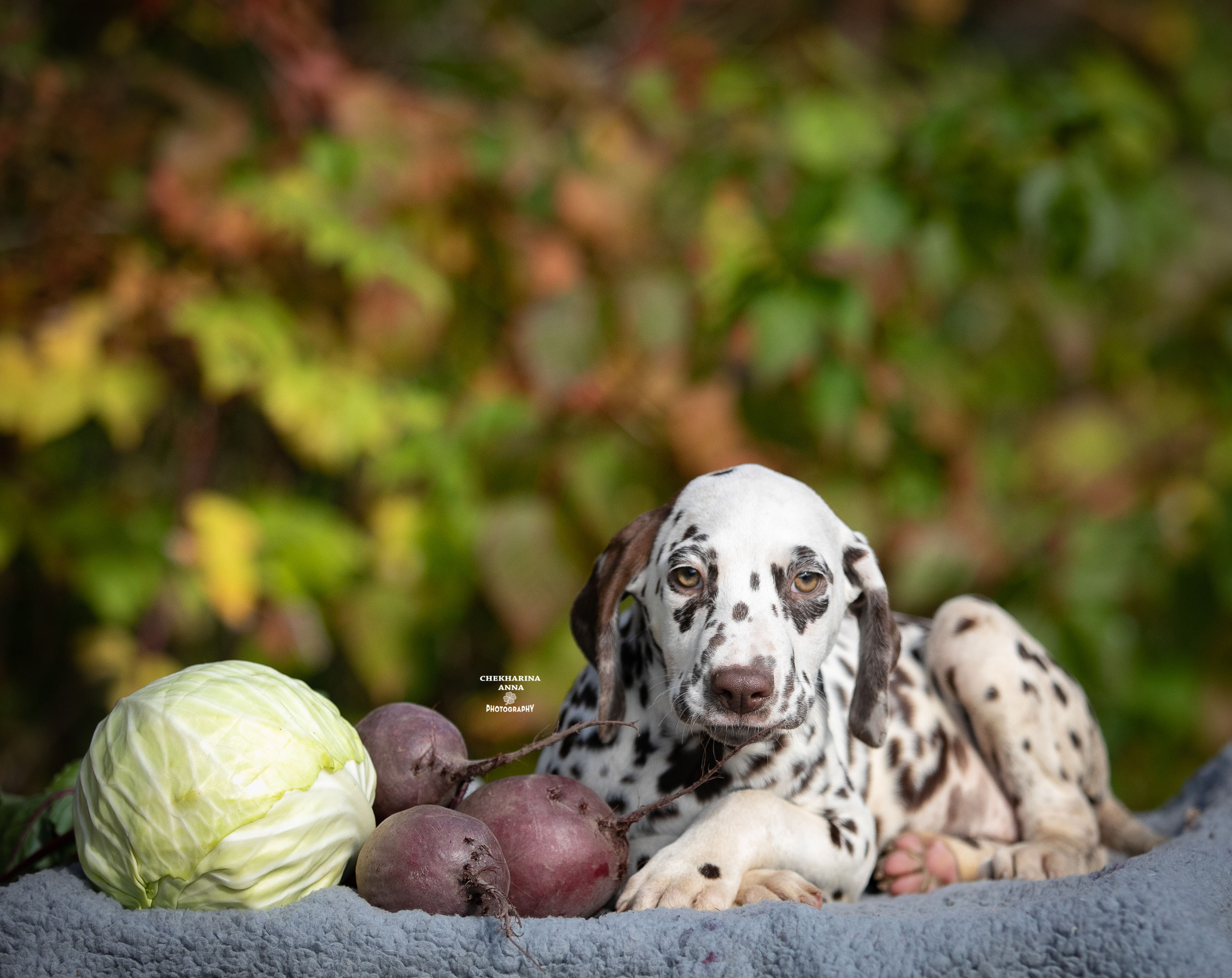 Лаванда. Профессиональный фотограф Чехарина Анна / pro photographer Chekharina