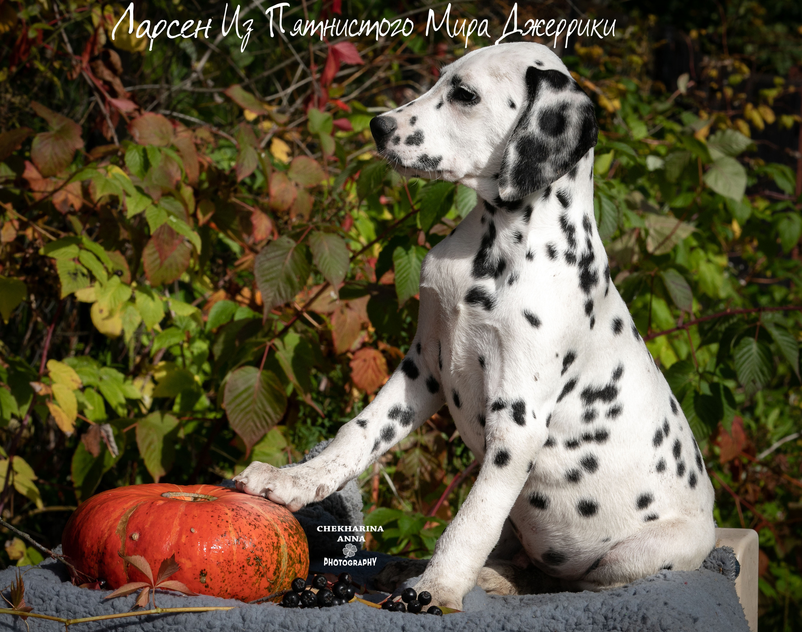 Ларсен. Профессиональный фотограф Чехарина Анна / pro photographer Chekharina