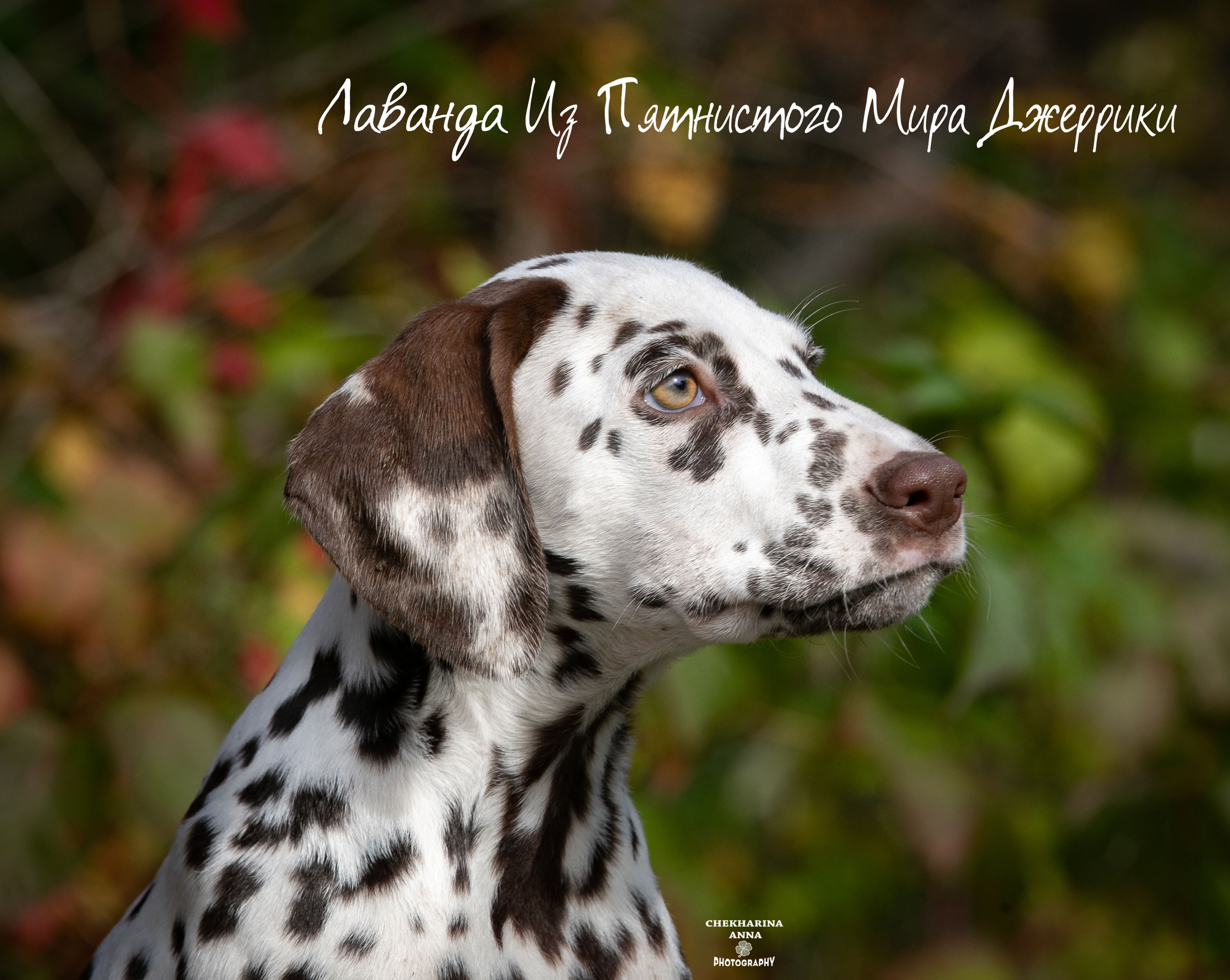 Лаванда. Профессиональный фотограф Чехарина Анна / pro photographer Chekharina