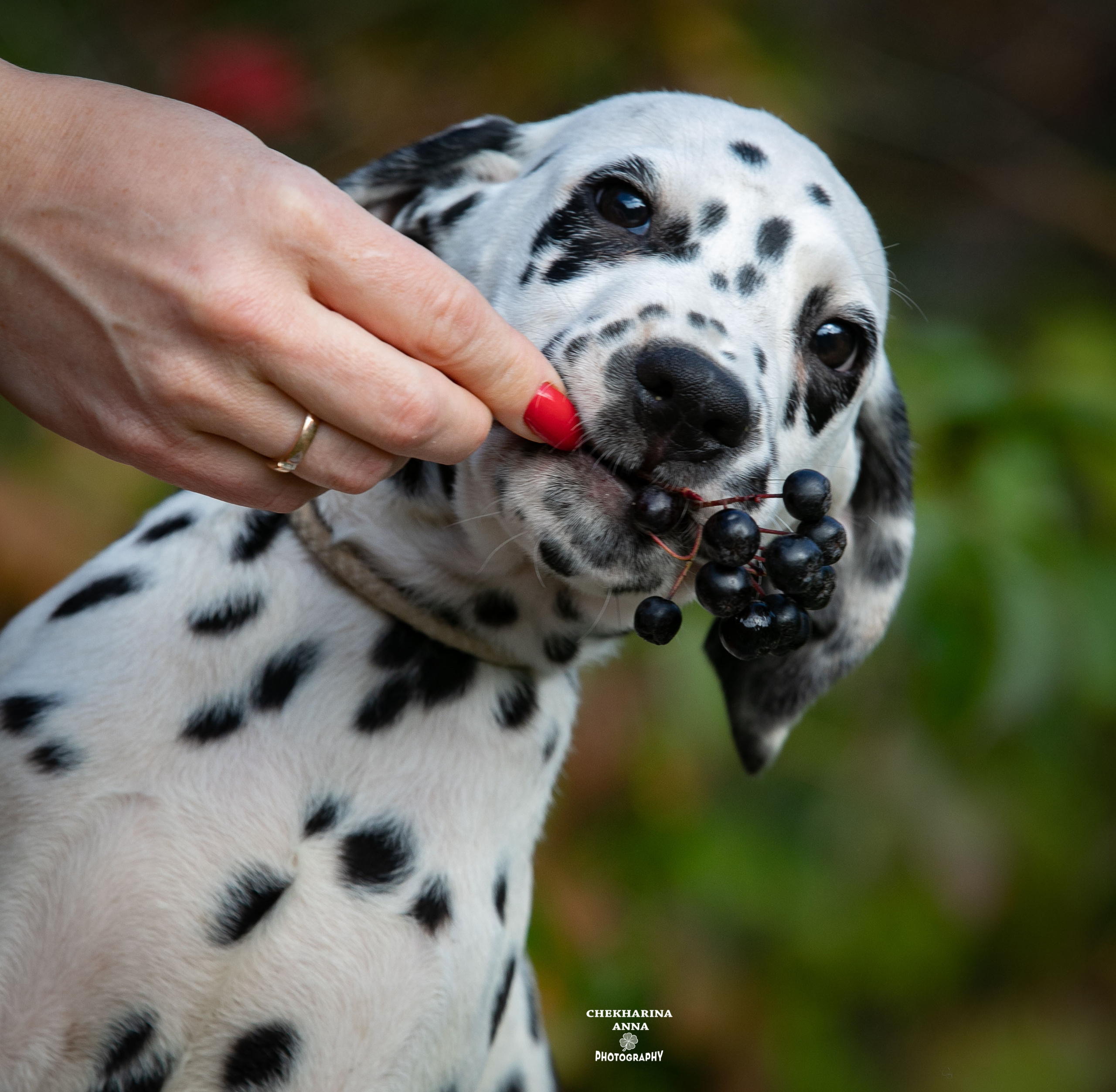 Гранд. Профессиональный фотограф Чехарина Анна / pro photographer Chekharina