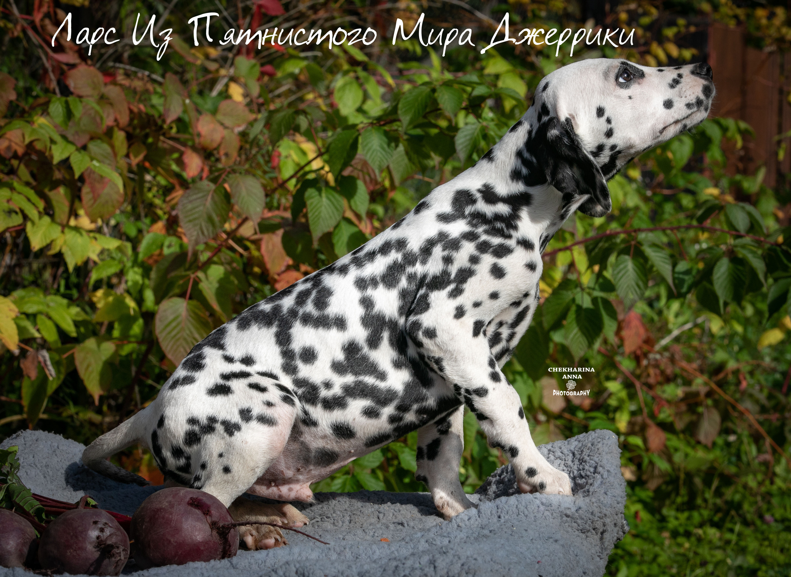 Ларс. Профессиональный фотограф Чехарина Анна / pro photographer Chekharina