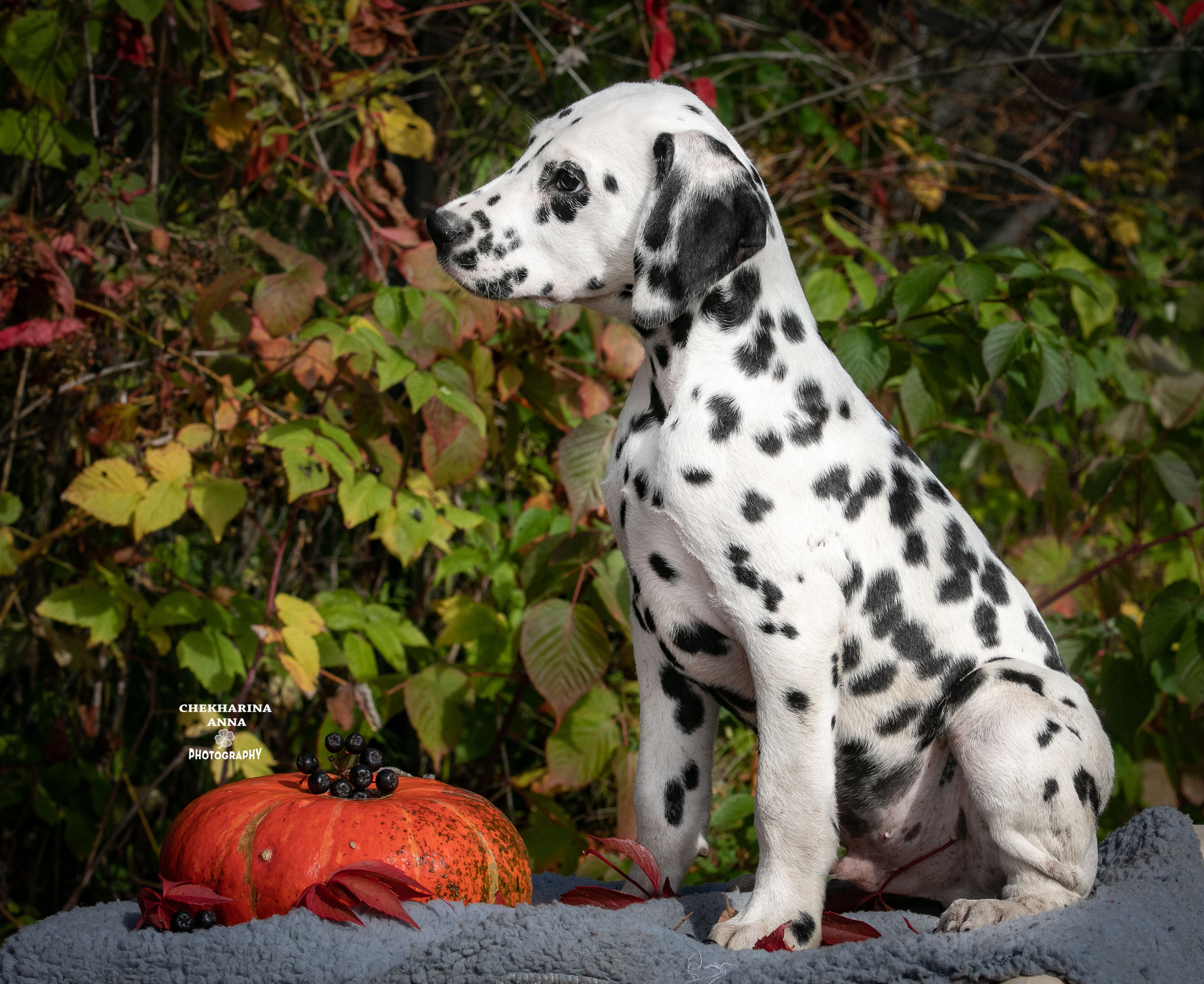 Гранд. Профессиональный фотограф Чехарина Анна / pro photographer Chekharina