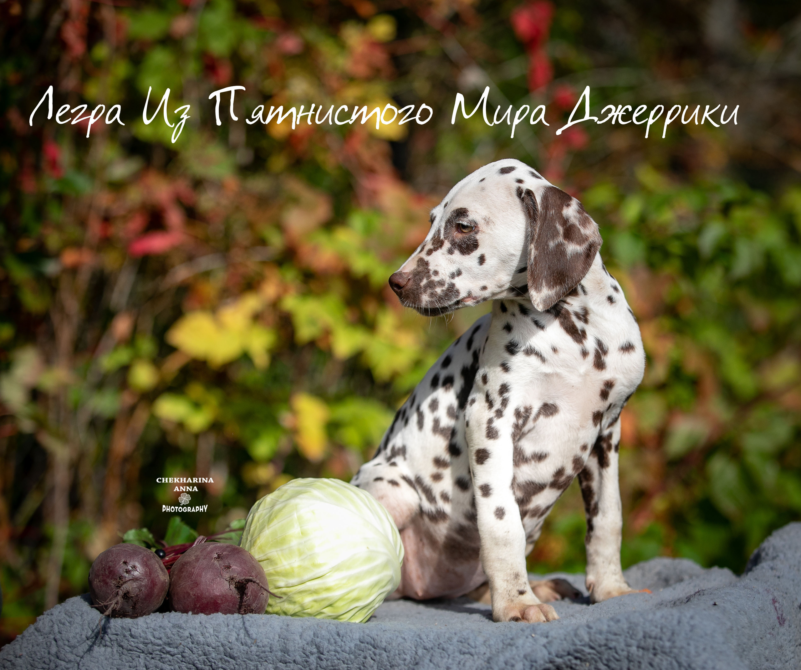 Легра. Профессиональный фотограф Чехарина Анна / pro photographer Chekharina