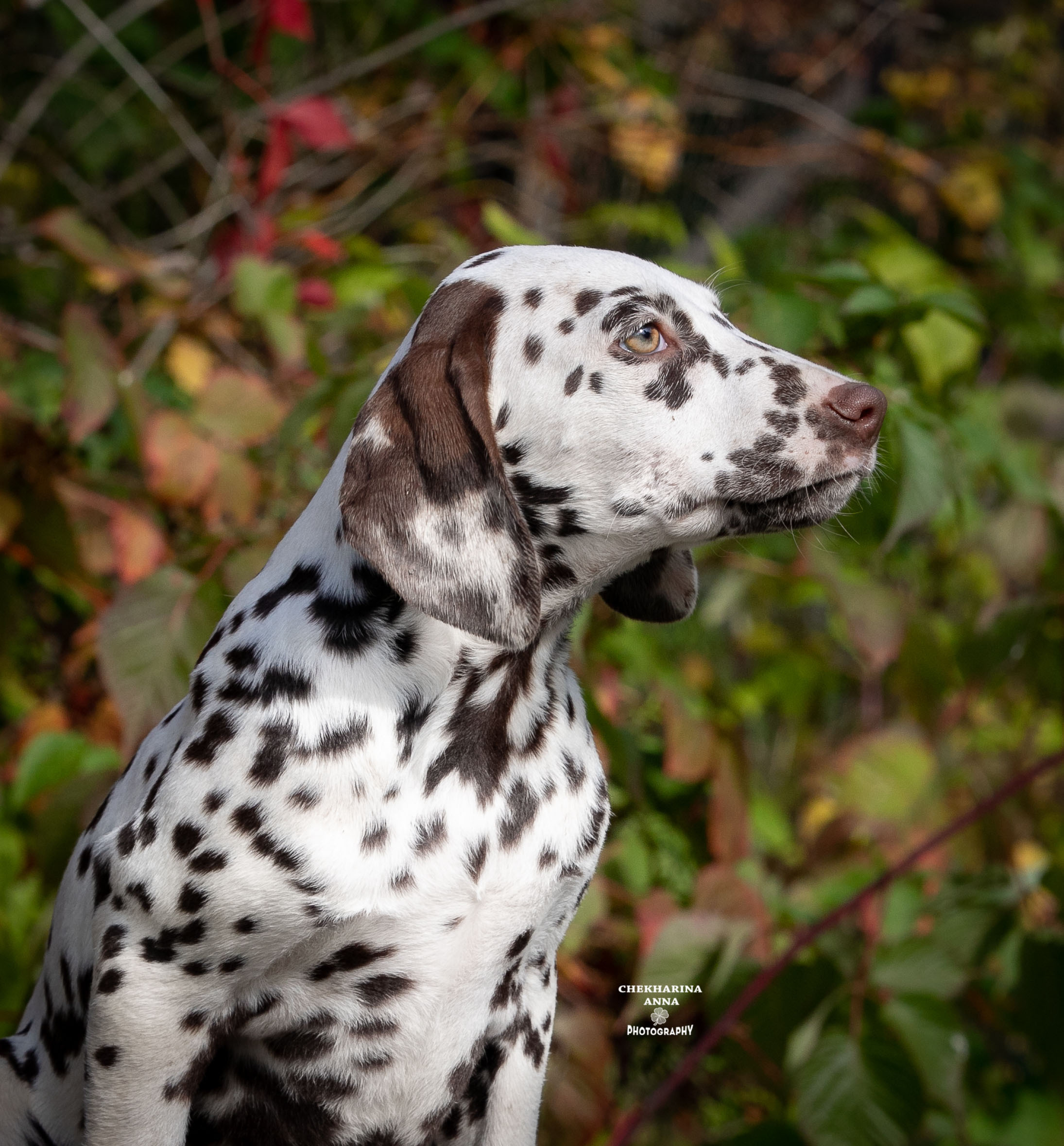 Лаванда. Профессиональный фотограф Чехарина Анна / pro photographer Chekharina